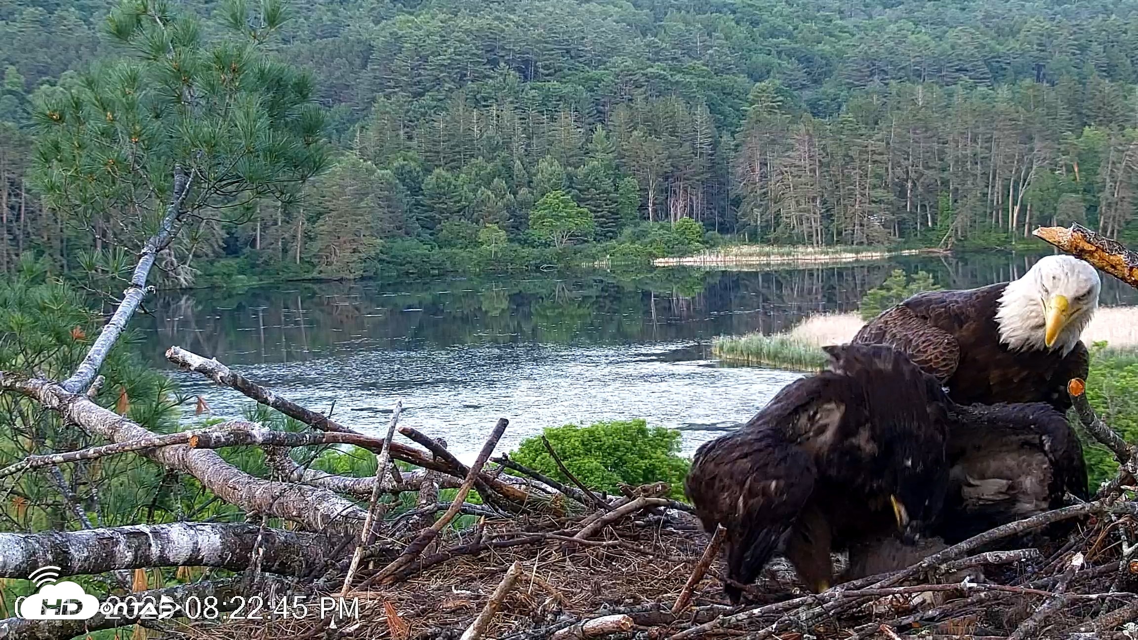 Snapshot of VINS Bald Eagles Nest Live Cams taken Jun 13, 2026, 8:23pm EDT