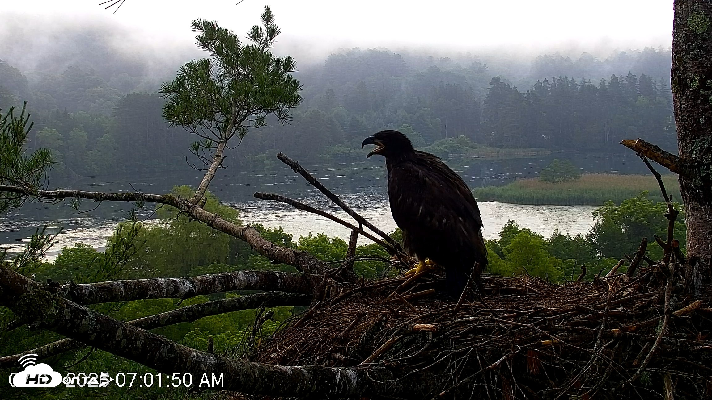 Snapshot of VINS Bald Eagles Nest Live Cams taken Jul 1, 2026, 7:02am EDT
