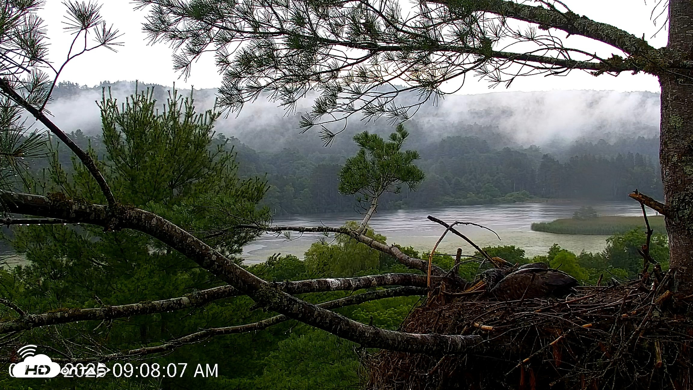 Snapshot of VINS Bald Eagles Nest Live Cams taken Jul 7, 2026, 9:08am EDT