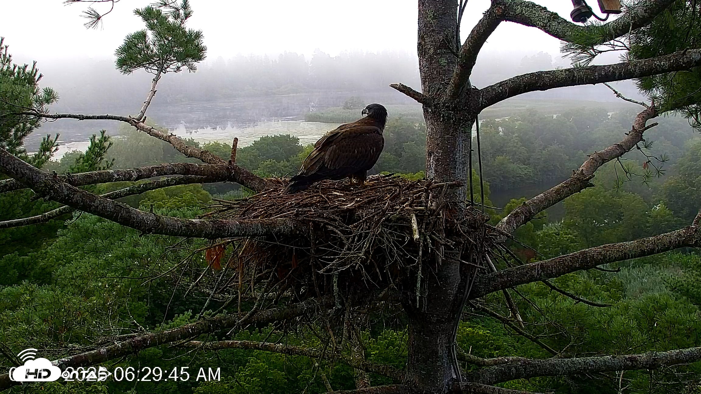 Snapshot of VINS Bald Eagles Nest Live Cams taken Aug 11, 2026, 6:31am EDT