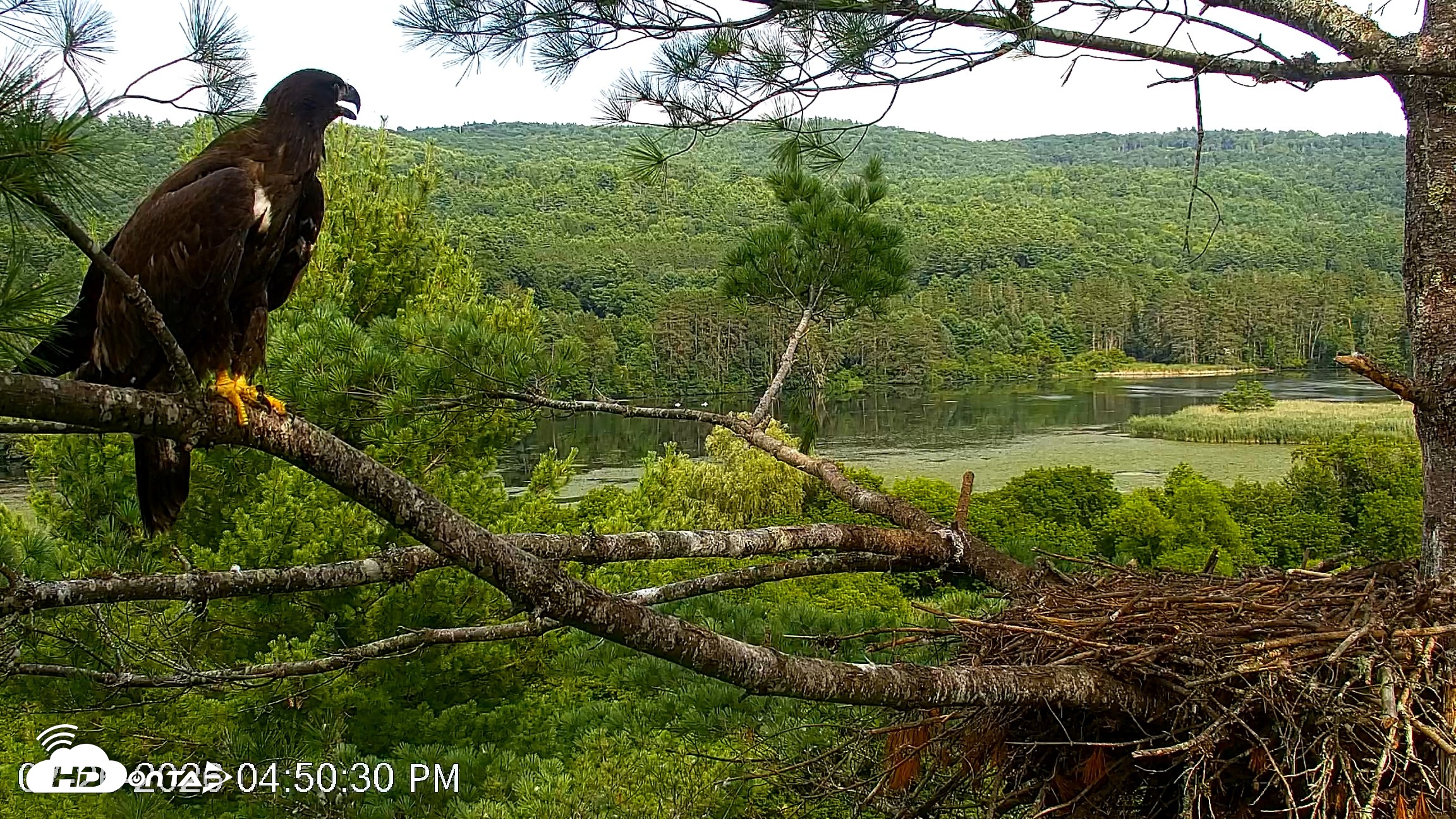 Snapshot of VINS Bald Eagles Nest Live Cams taken Jul 26, 2026, 4:51pm EDT