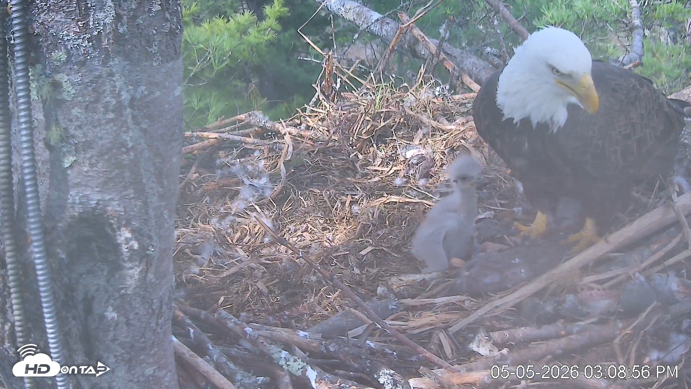 Snapshot of VINS Bald Eagles Nest Live Cams taken May 5, 2026, 3:09pm EDT
