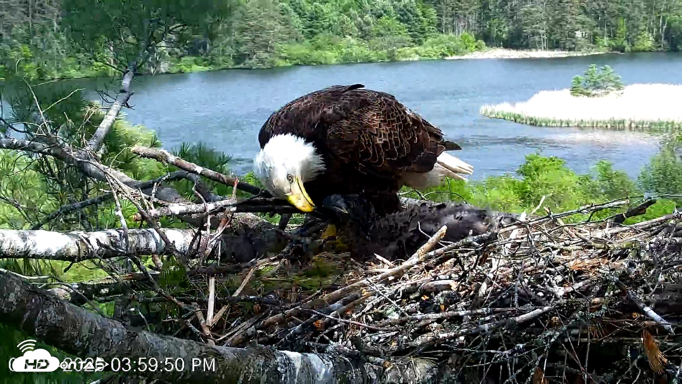Snapshot of VINS Bald Eagles Nest Live Cams taken May 28, 2026, 4:00pm EDT