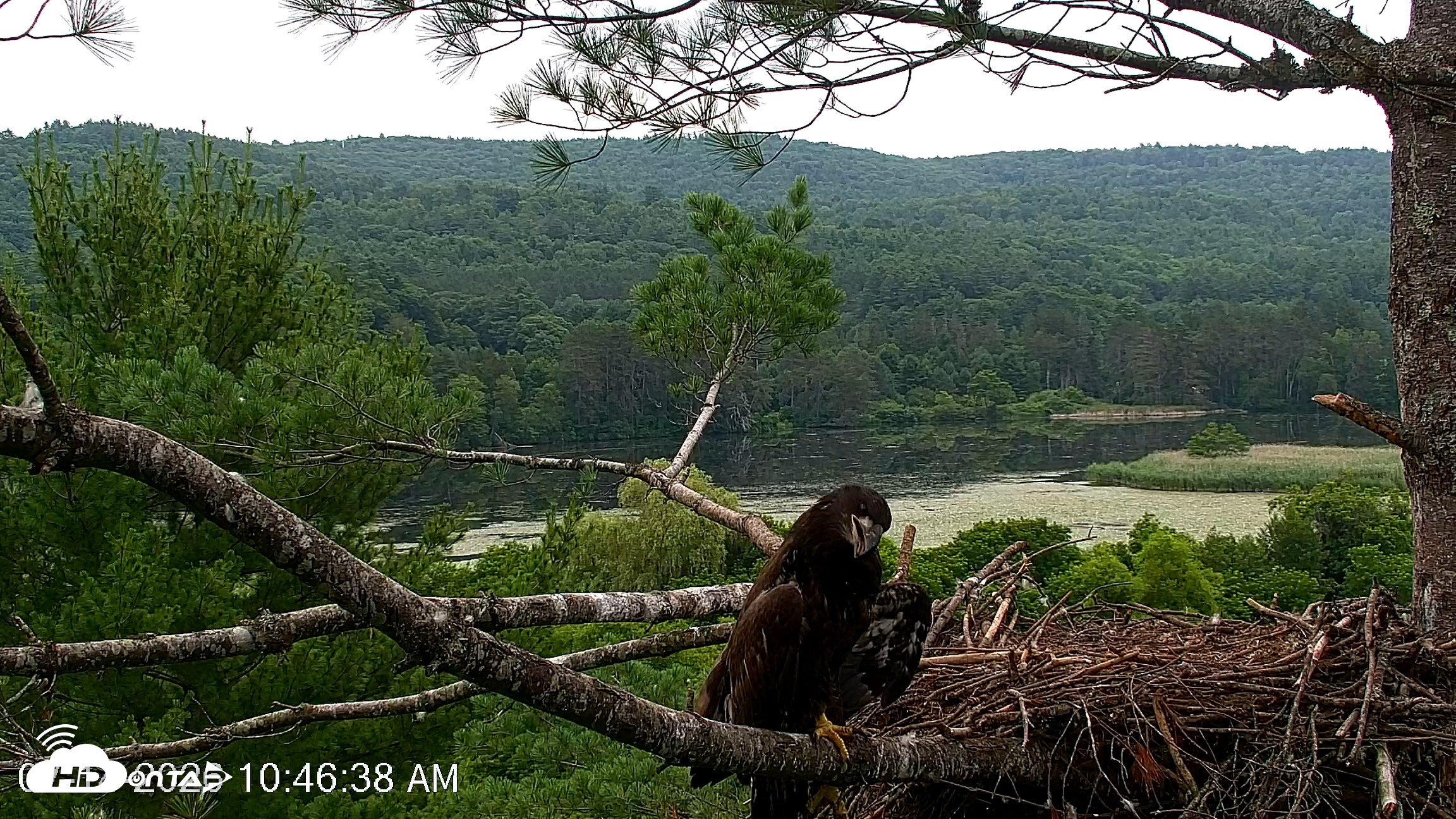 Snapshot of VINS Bald Eagles Nest Live Cams taken Jul 14, 2026, 10:47am EDT