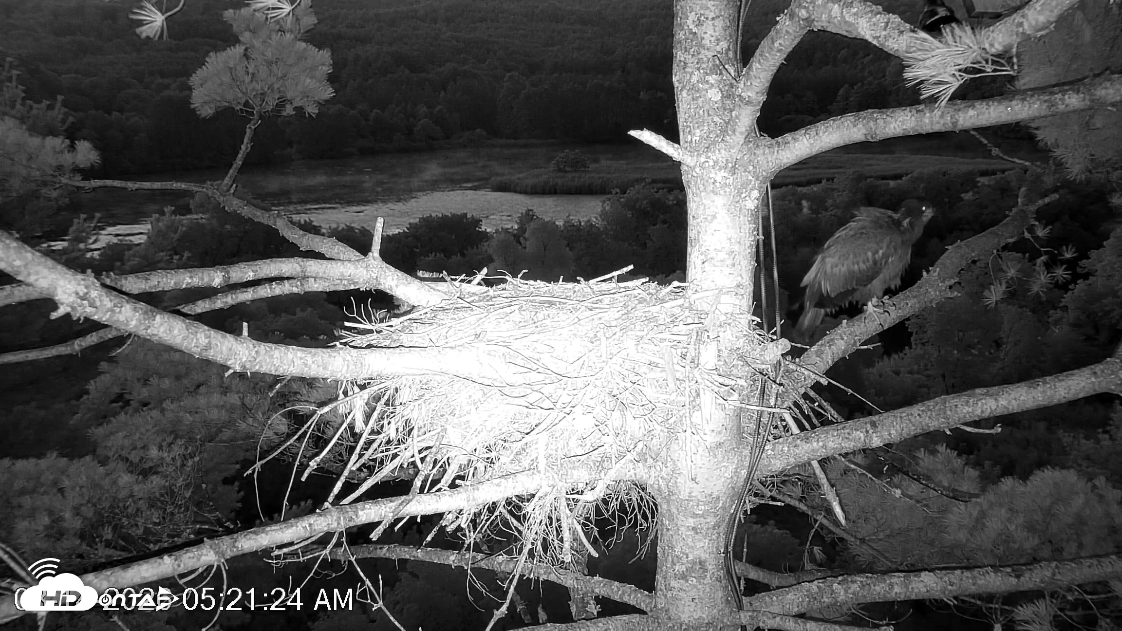 Snapshot of VINS Bald Eagles Nest Live Cams taken Aug 14, 2026, 5:22am EDT