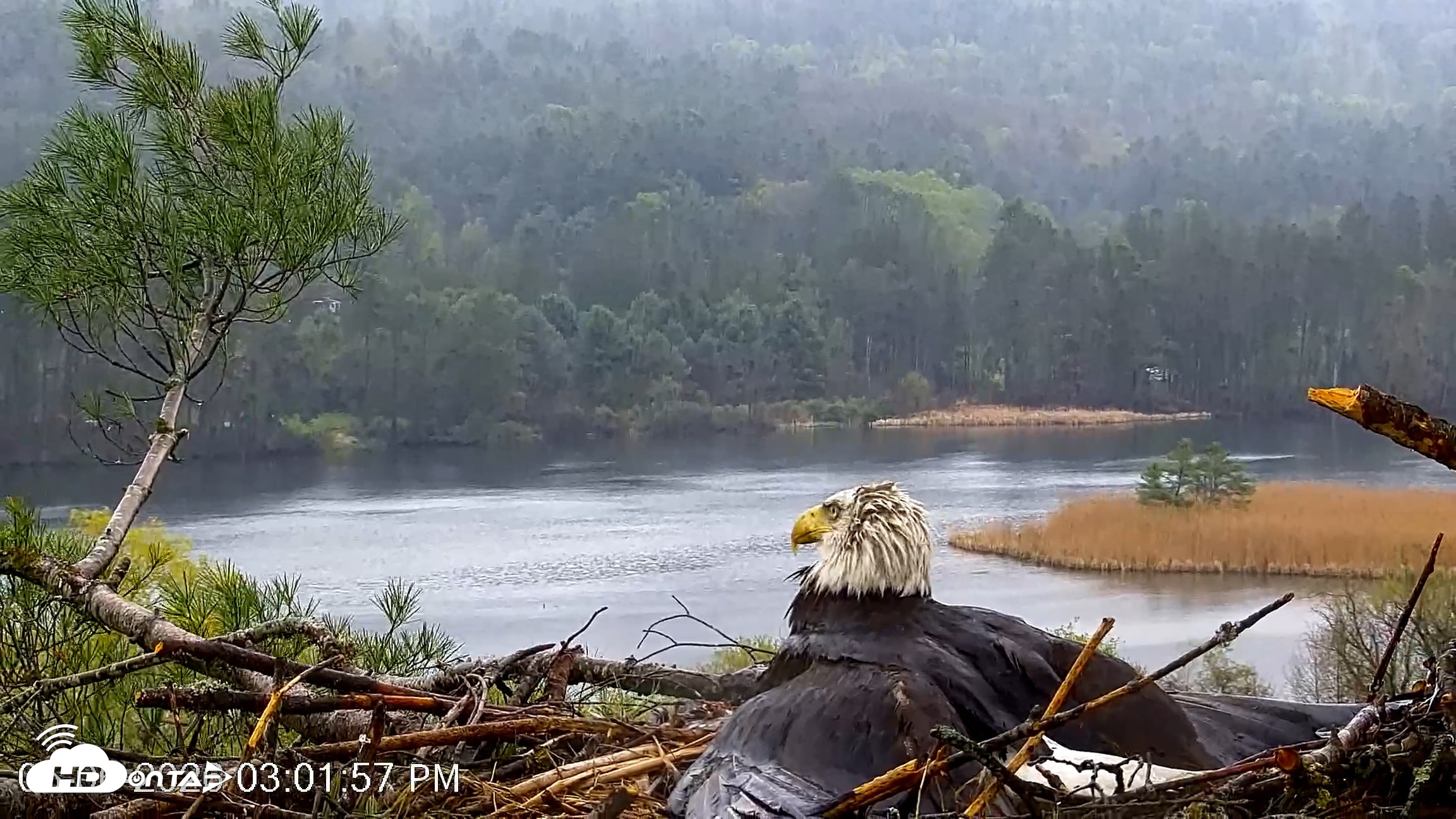 Snapshot of VINS Bald Eagles Nest Live Cams taken May 6, 2026, 3:02pm EDT