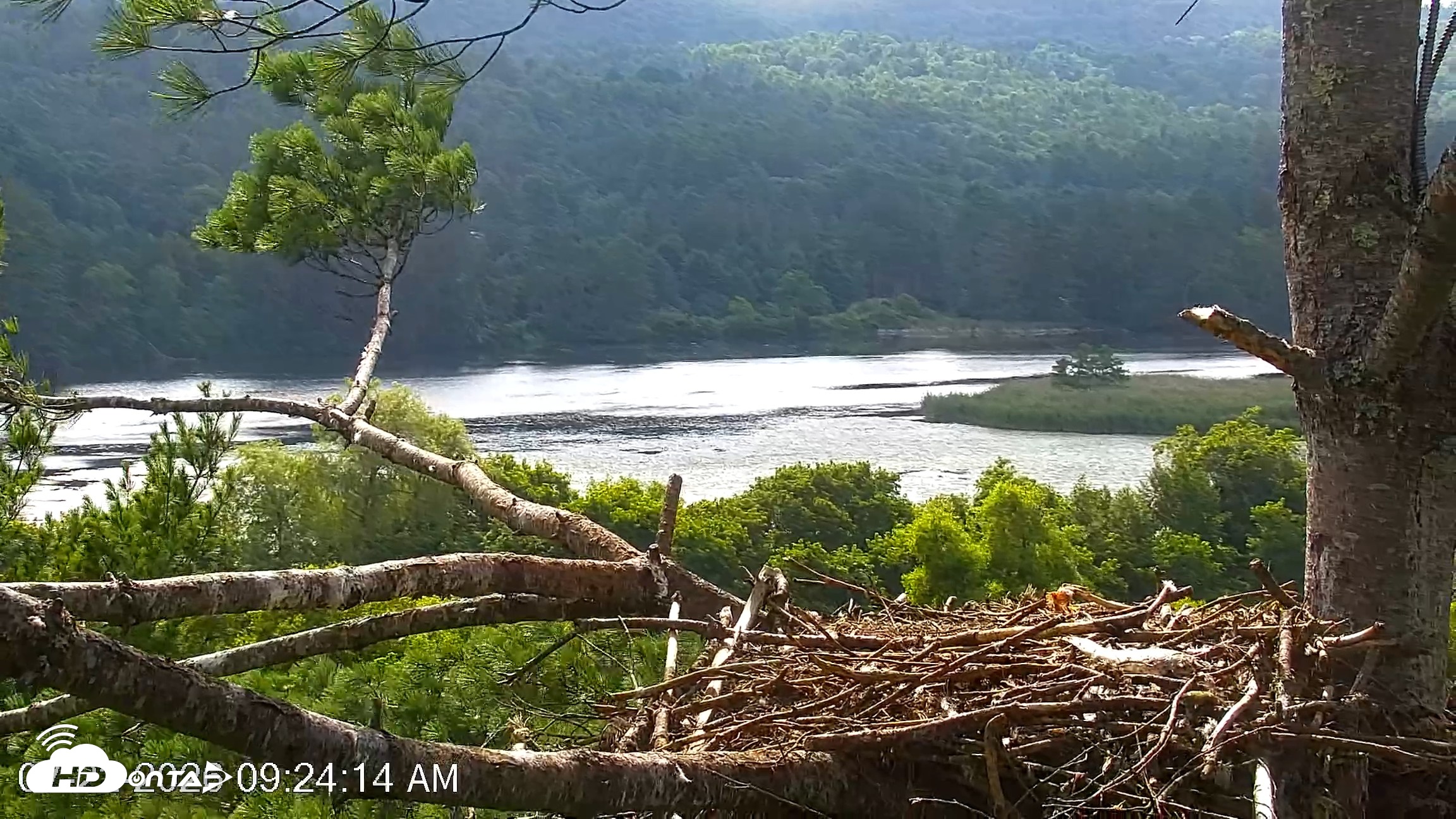 Snapshot of VINS Bald Eagles Nest Live Cams taken Jul 22, 2026, 9:24am EDT