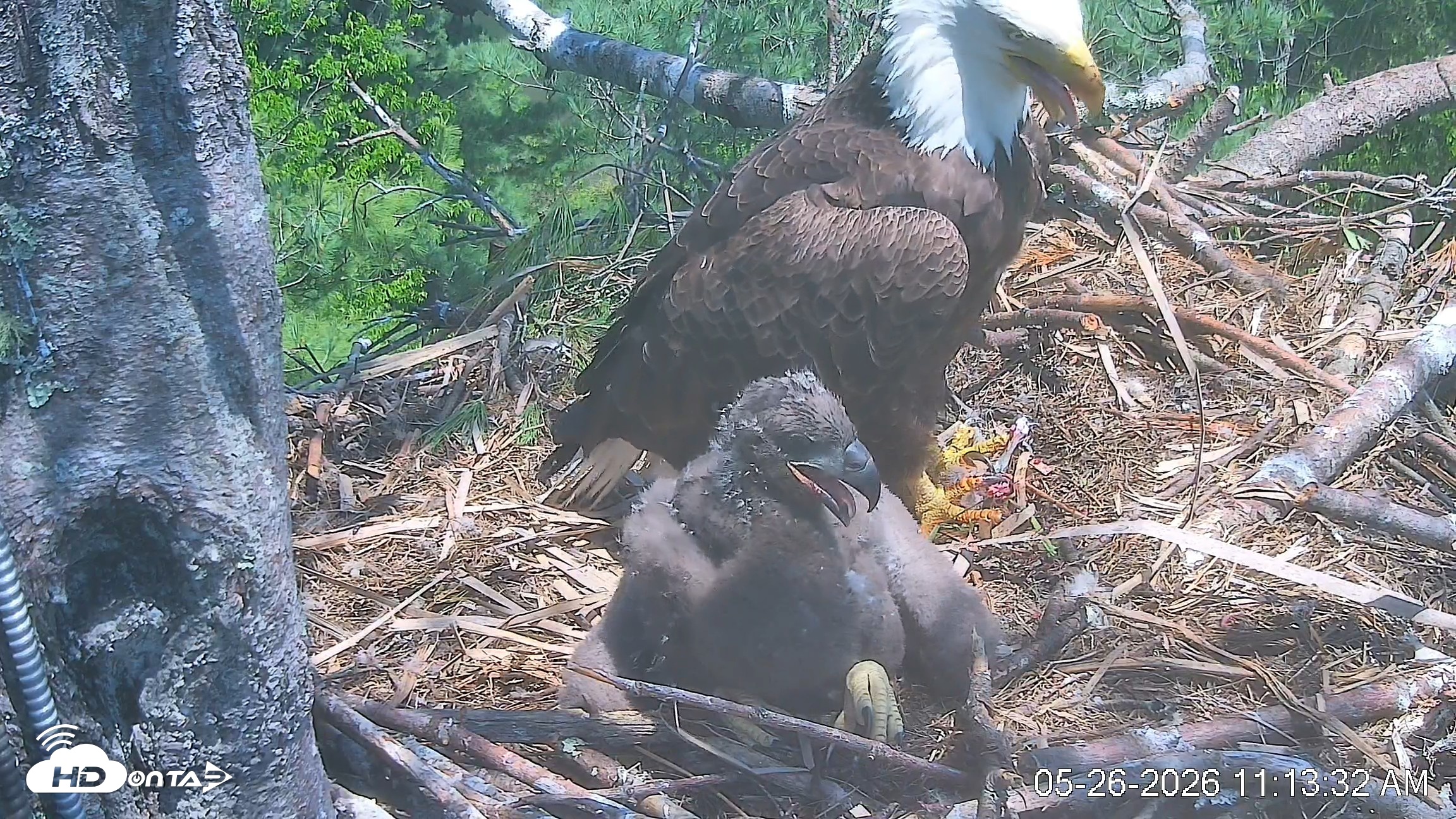 Snapshot of VINS Bald Eagles Nest Live Cams taken May 26, 2026, 11:14am EDT