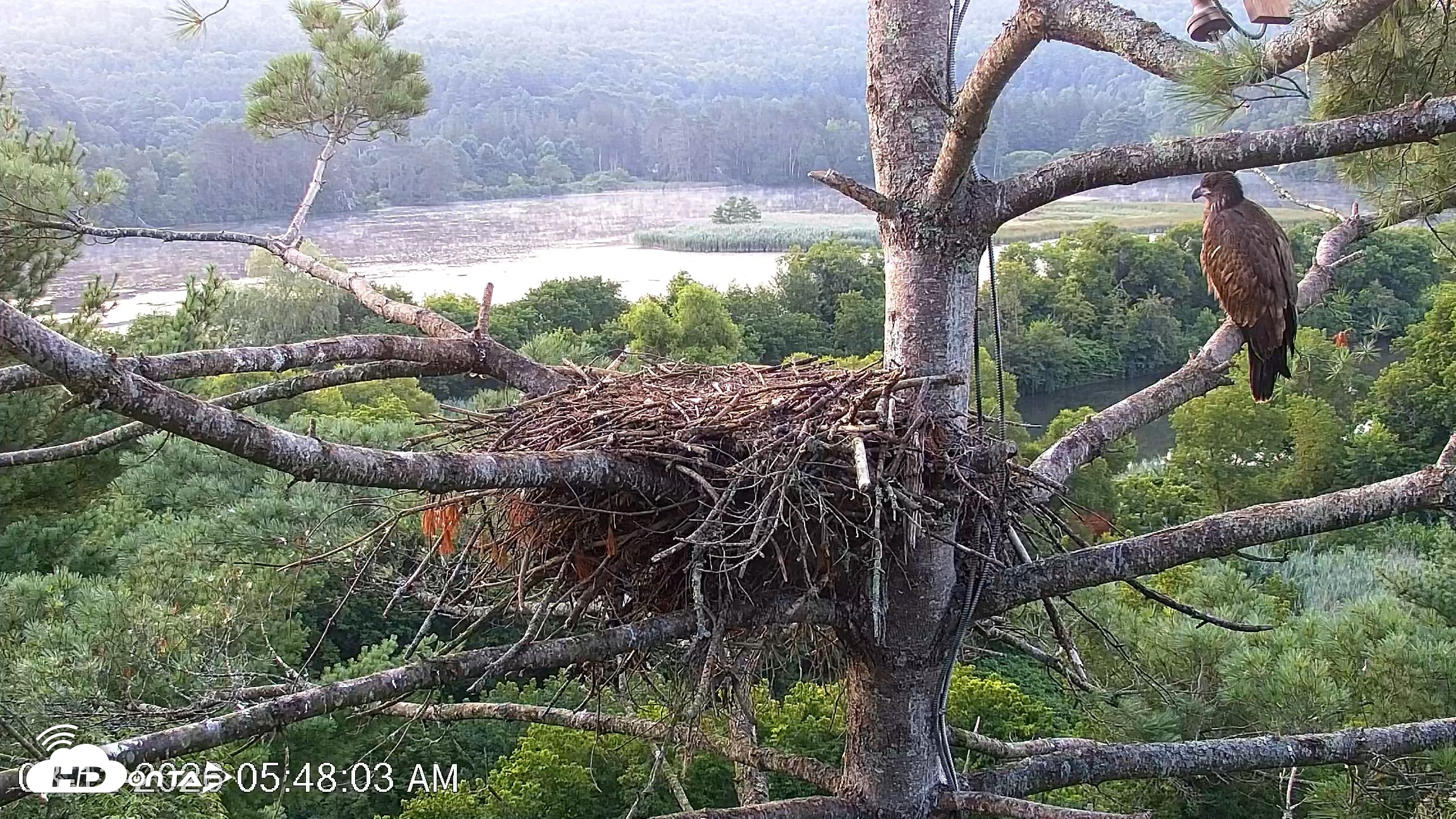 Snapshot of VINS Bald Eagles Nest Live Cams taken Aug 12, 2026, 5:48am EDT