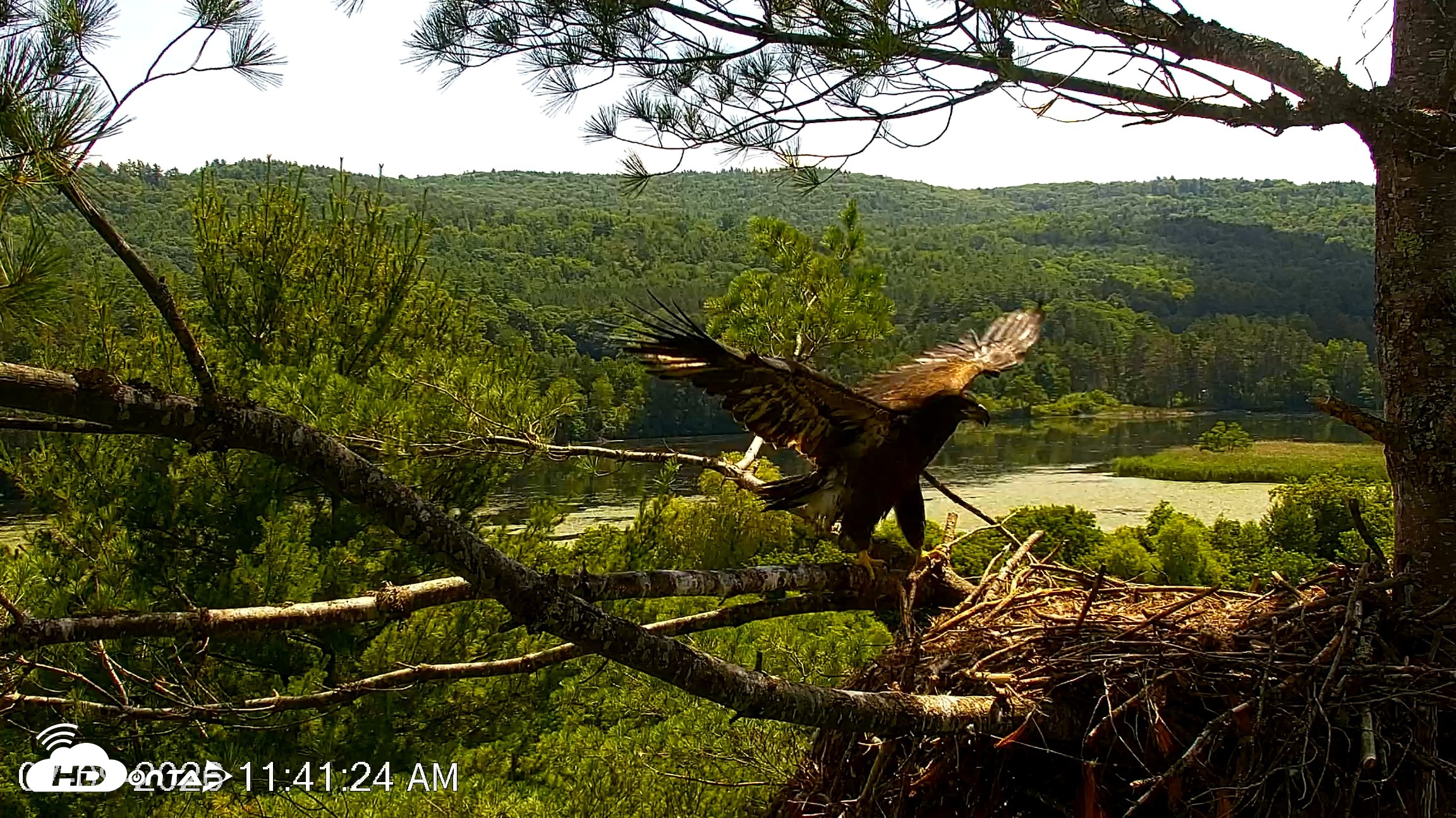 Snapshot of VINS Bald Eagles Nest Live Cams taken Jul 9, 2026, 11:42am EDT