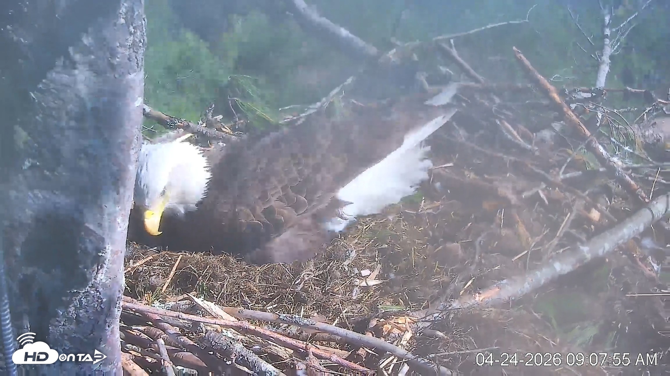 Snapshot of VINS Bald Eagles Nest Live Cams taken Apr 24, 2026, 9:08am EDT