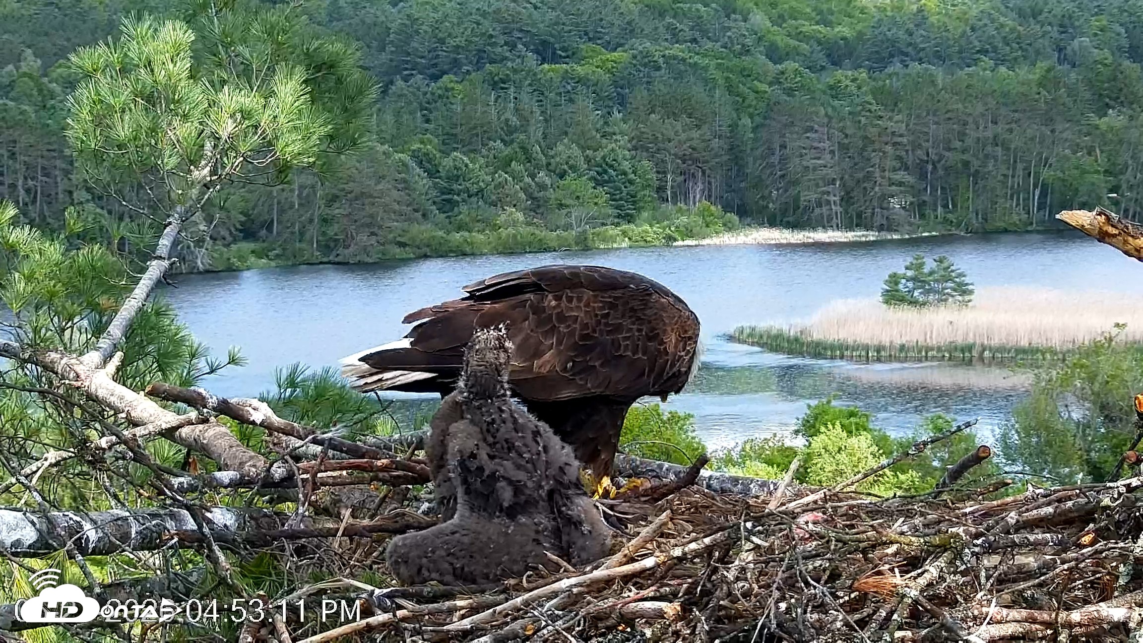 Snapshot of VINS Bald Eagles Nest Live Cams taken May 27, 2026, 4:53pm EDT