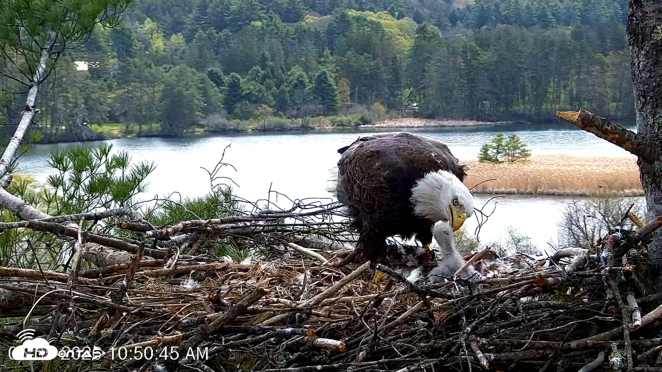 Snapshot of VINS Bald Eagles Nest Live Cams taken May 5, 2026, 10:51am EDT