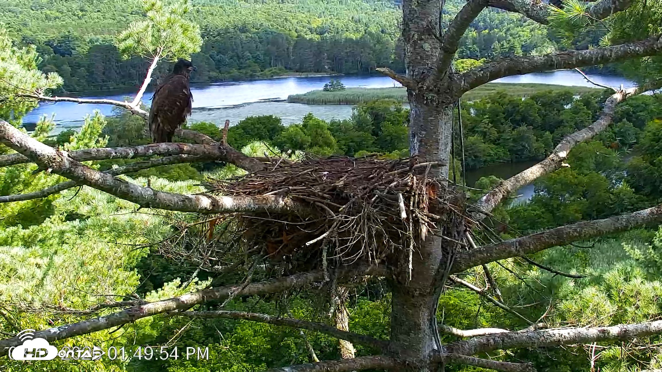 Snapshot of VINS Bald Eagles Nest Live Cams taken Aug 15, 2026, 1:50pm EDT