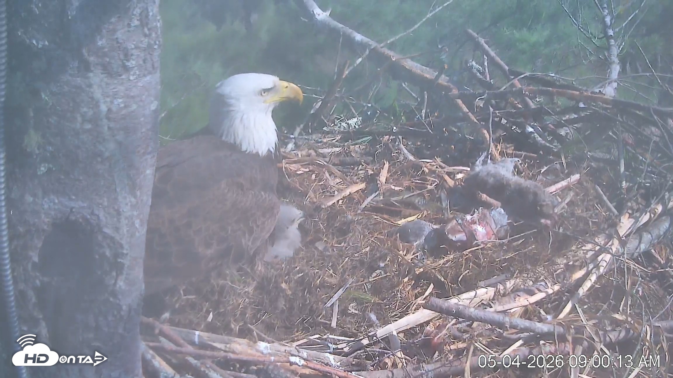 Snapshot of VINS Bald Eagles Nest Live Cams taken May 4, 2026, 9:01am EDT