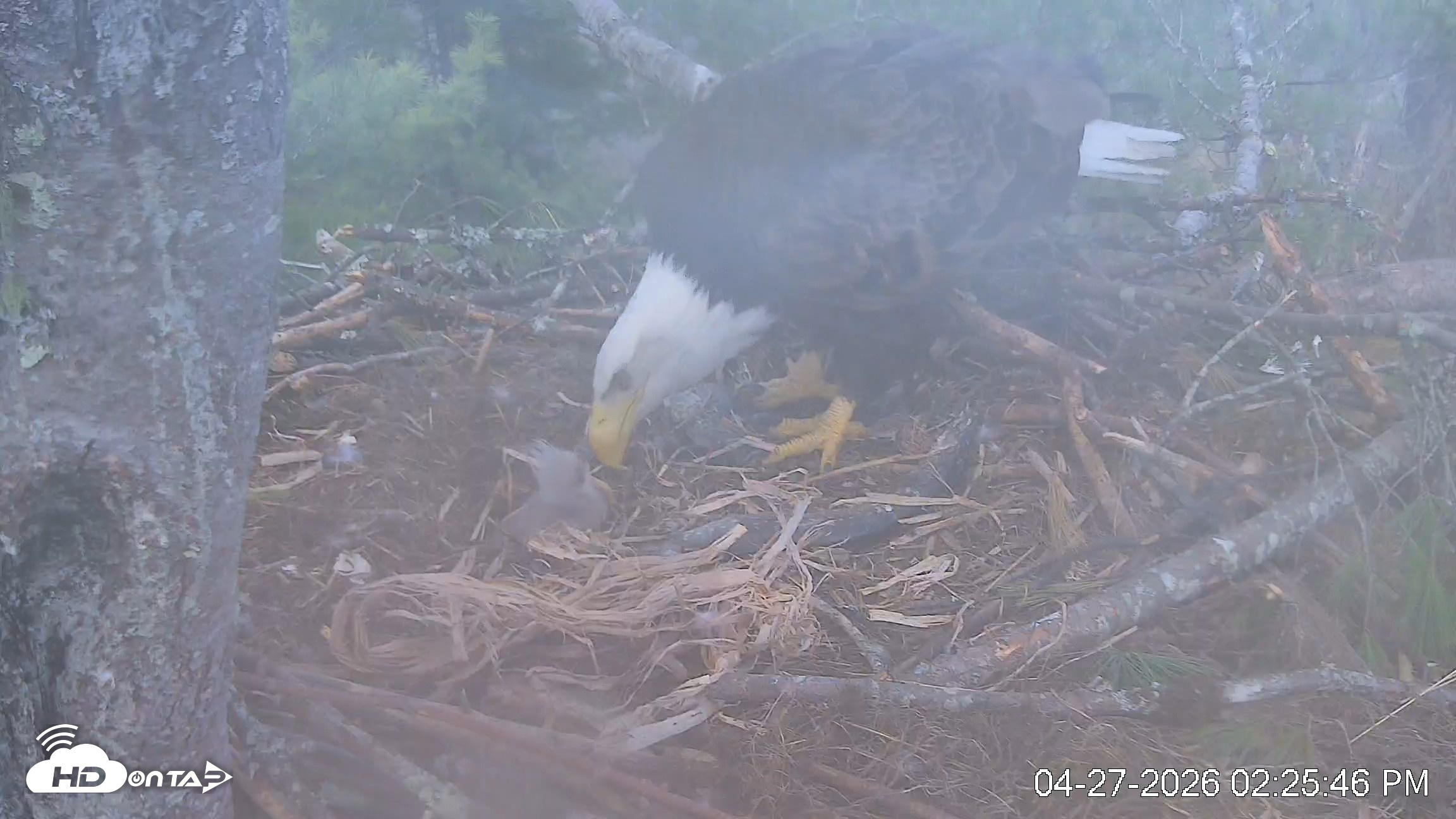 Snapshot of VINS Bald Eagles Nest Live Cams taken Apr 27, 2026, 2:26pm EDT