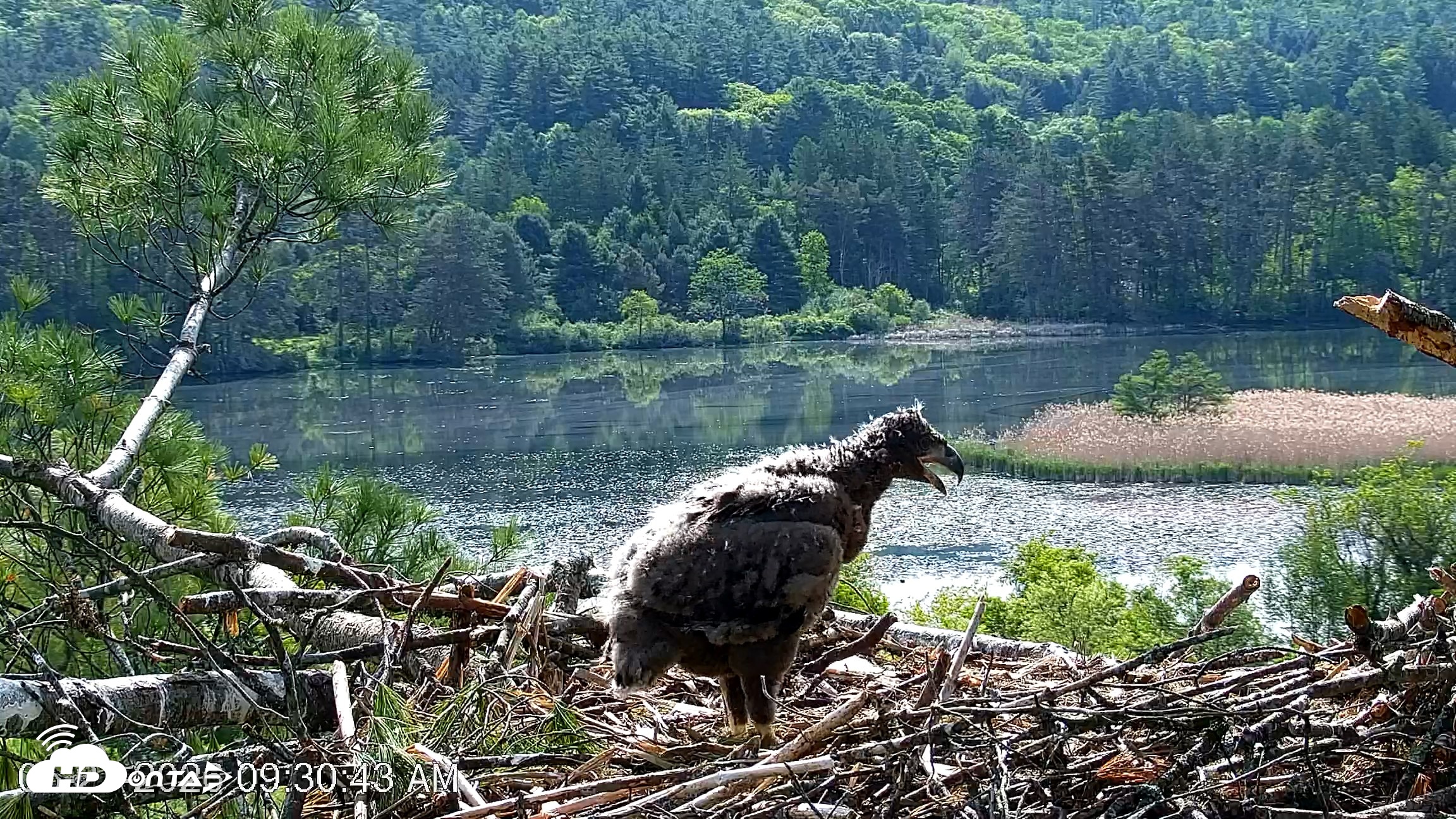 Snapshot of VINS Bald Eagles Nest Live Cams taken May 27, 2026, 9:31am EDT