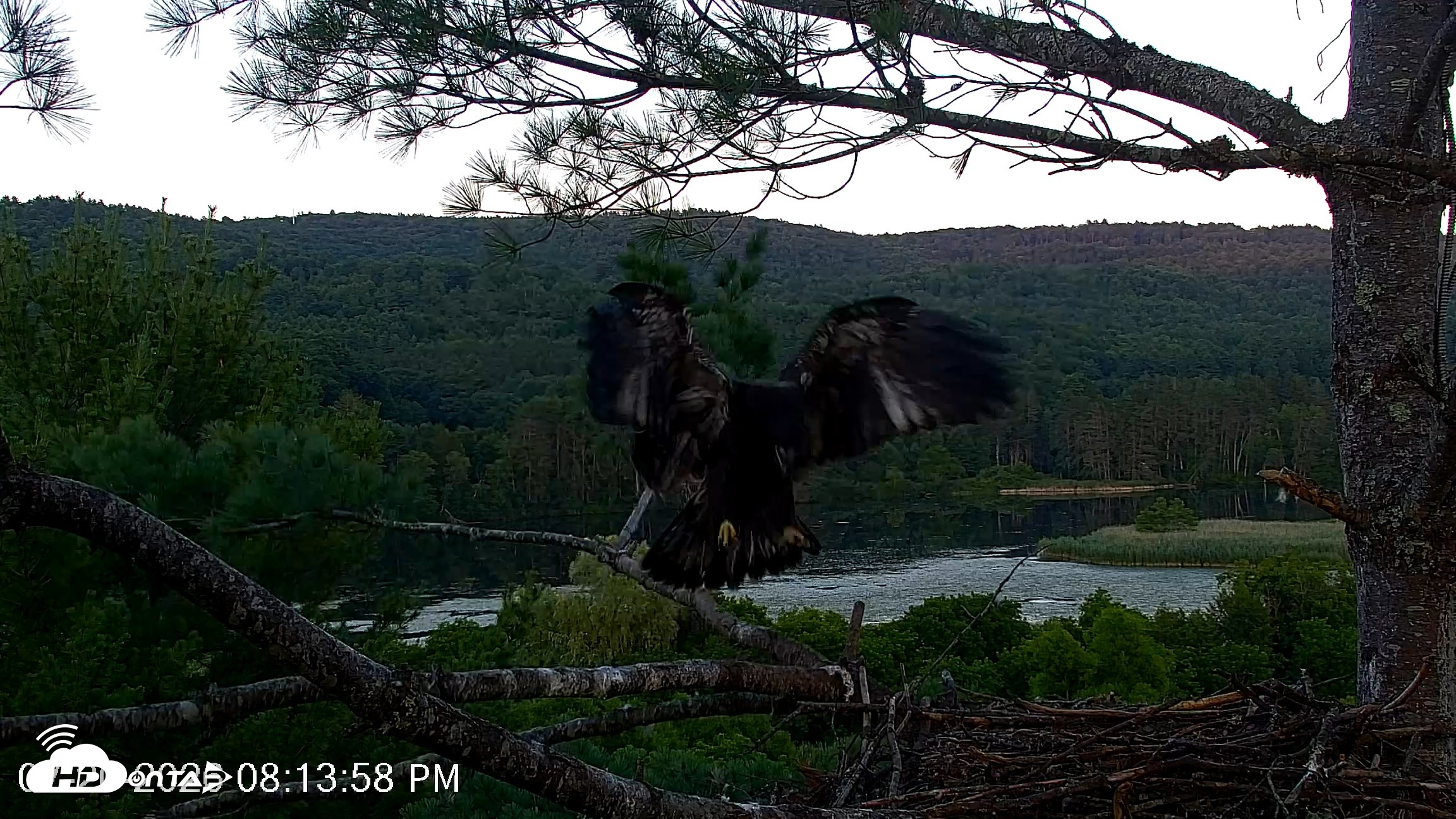 Snapshot of VINS Bald Eagles Nest Live Cams taken Jul 20, 2026, 8:14pm EDT
