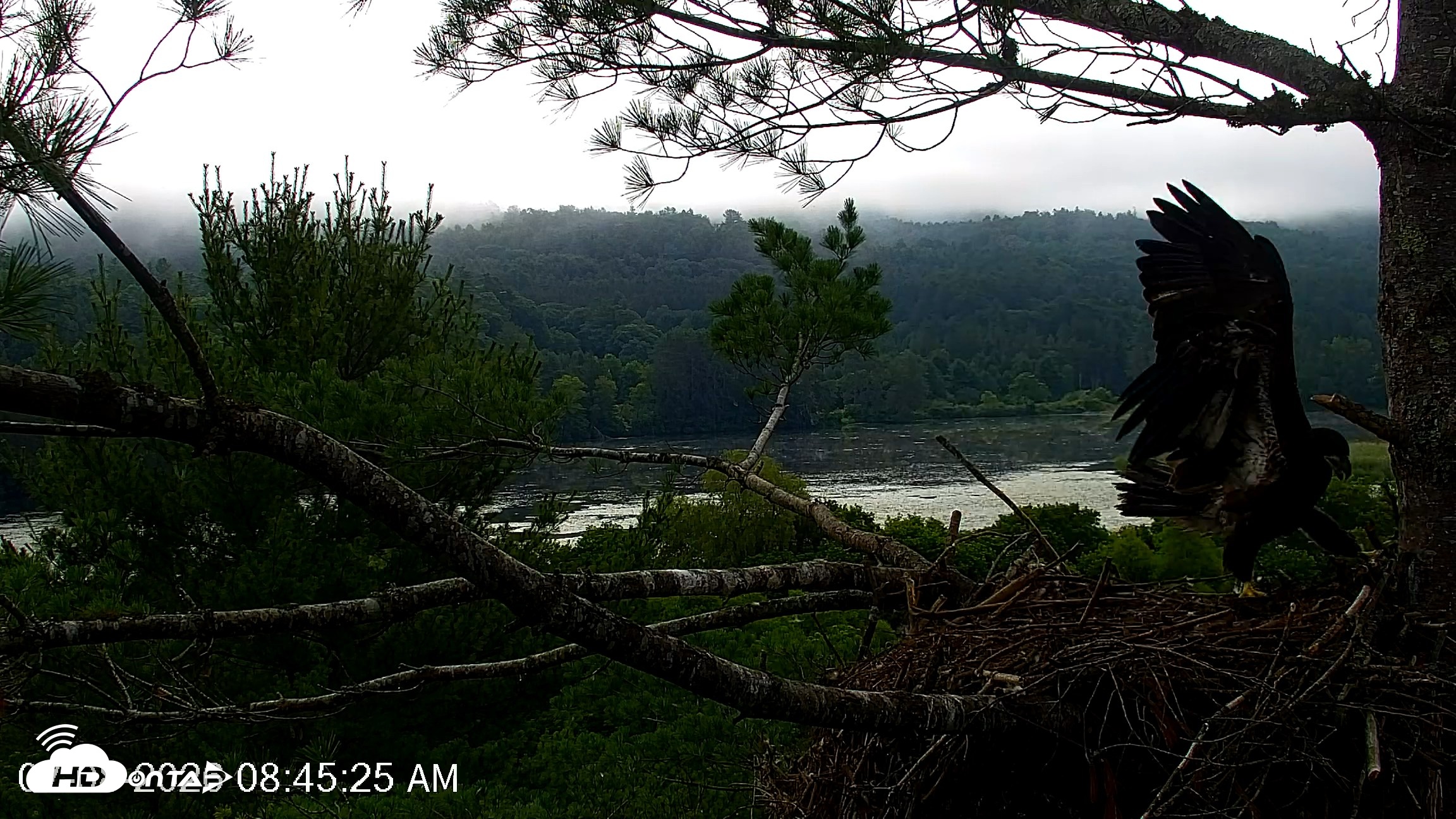 Snapshot of VINS Bald Eagles Nest Live Cams taken Jul 8, 2026, 8:46am EDT