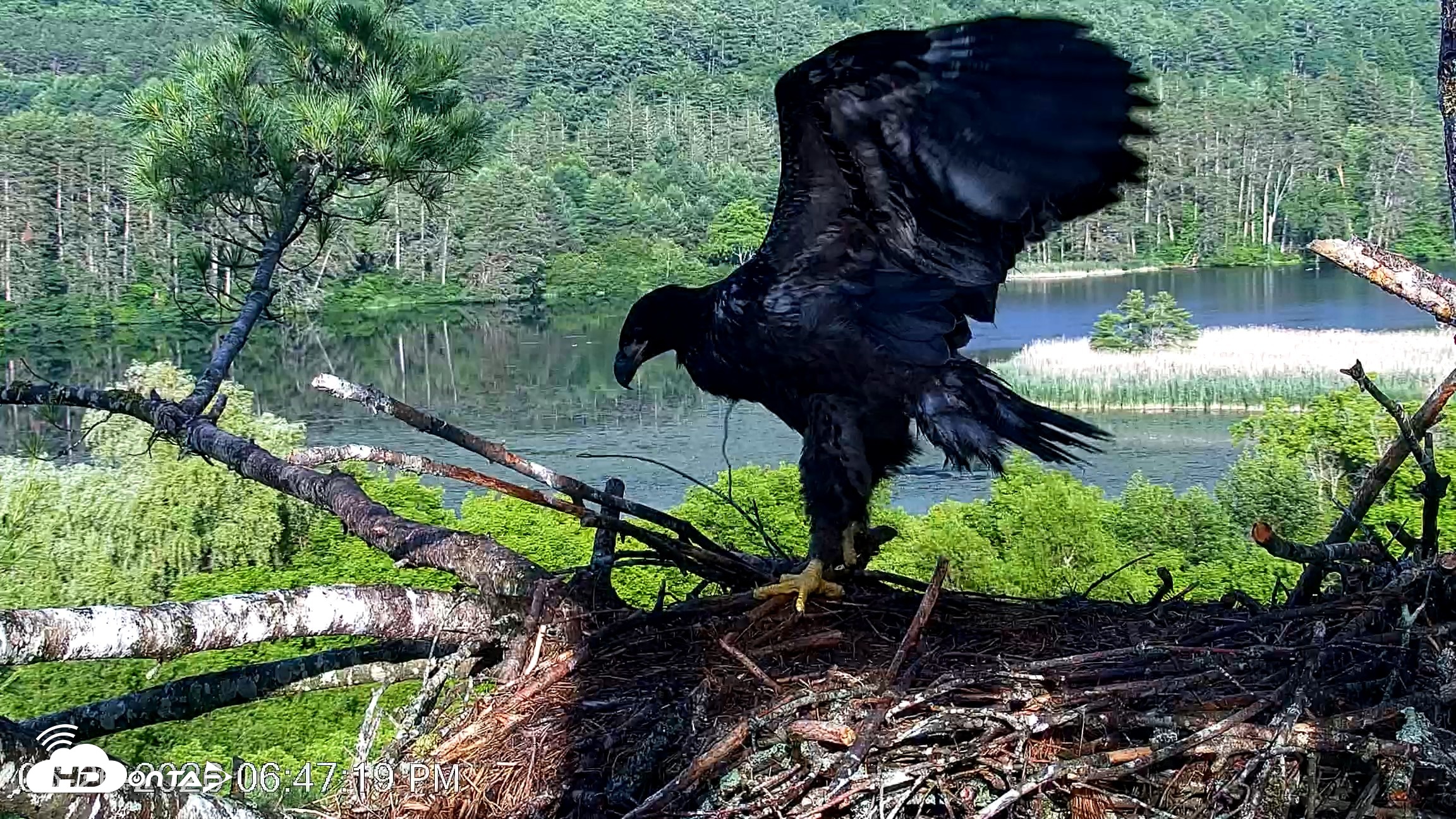 Snapshot of VINS Bald Eagles Nest Live Cams taken Jun 26, 2026, 6:48pm EDT