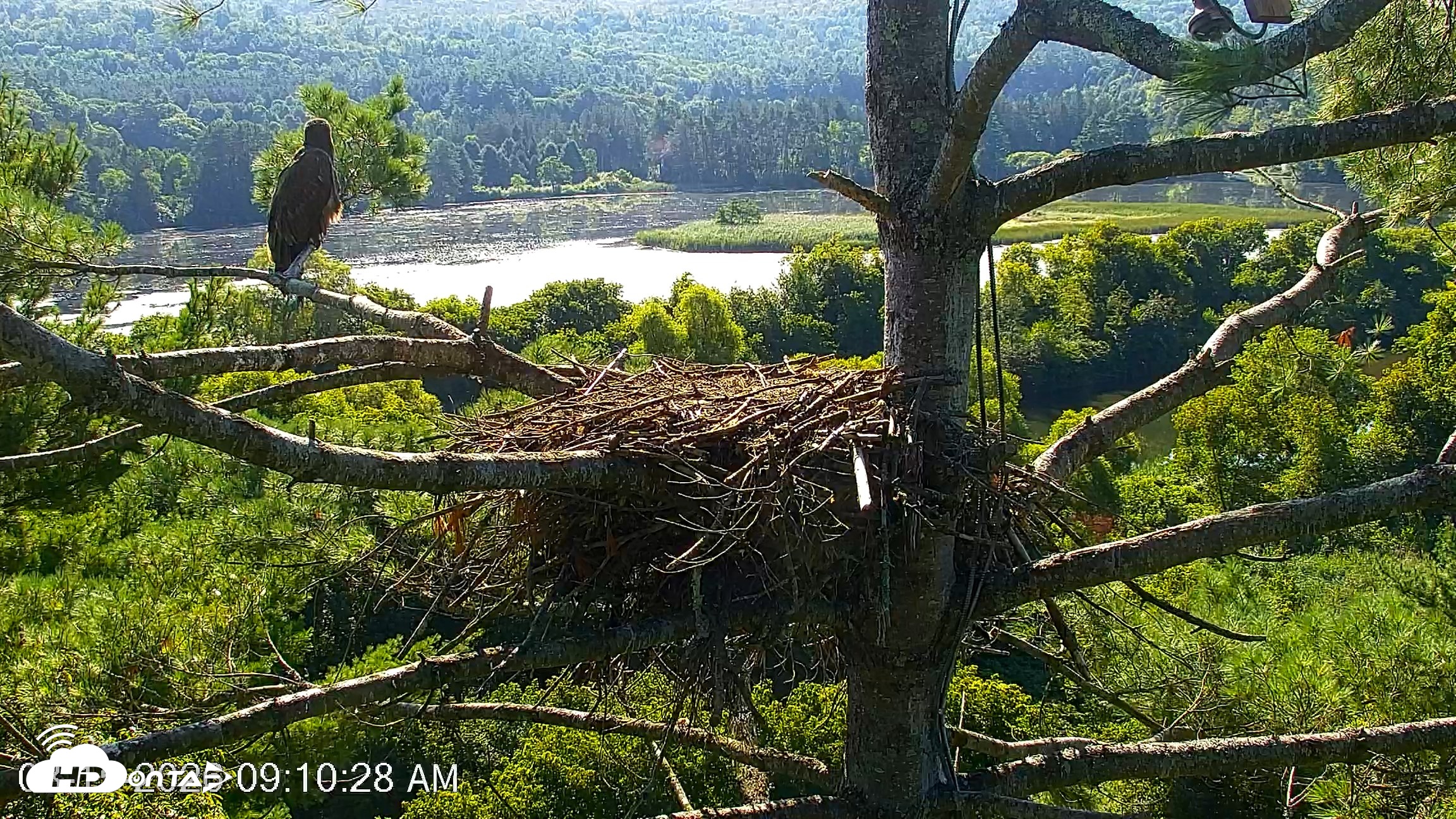 Snapshot of VINS Bald Eagles Nest Live Cams taken Aug 15, 2026, 9:11am EDT