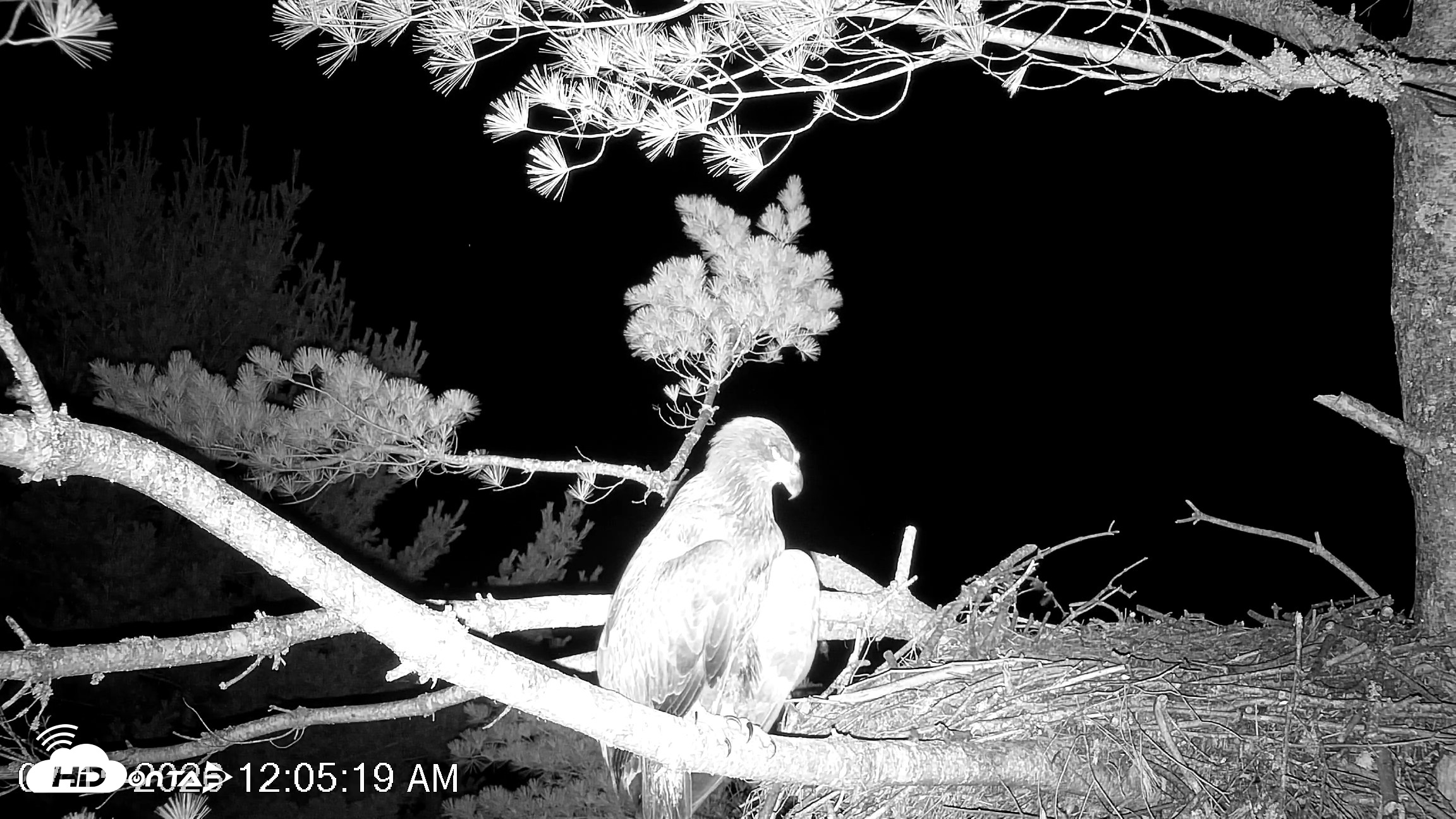 Snapshot of VINS Bald Eagles Nest Live Cams taken Jul 15, 2026, 12:07am EDT