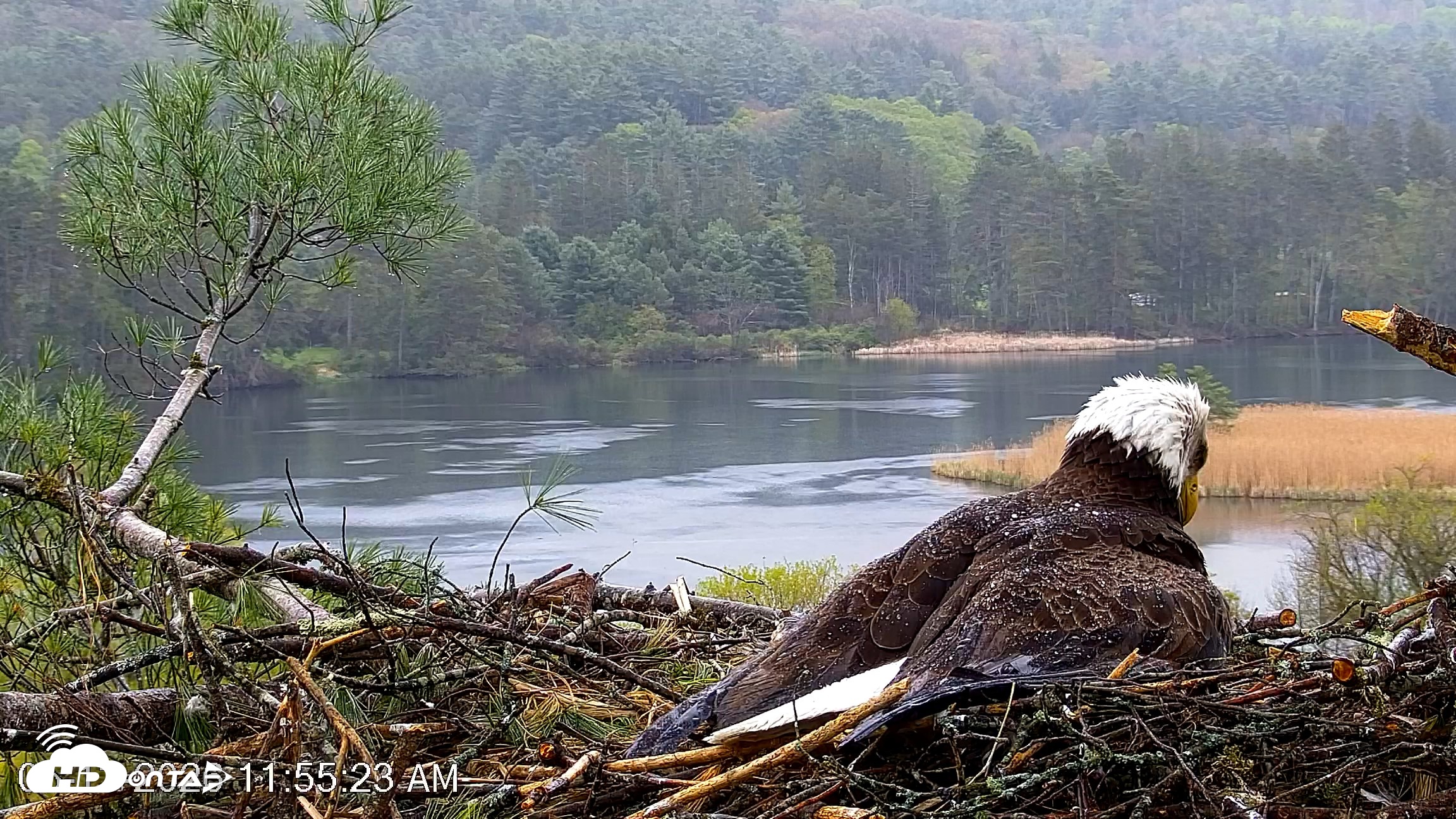 Snapshot of VINS Bald Eagles Nest Live Cams taken May 13, 2026, 11:56am EDT