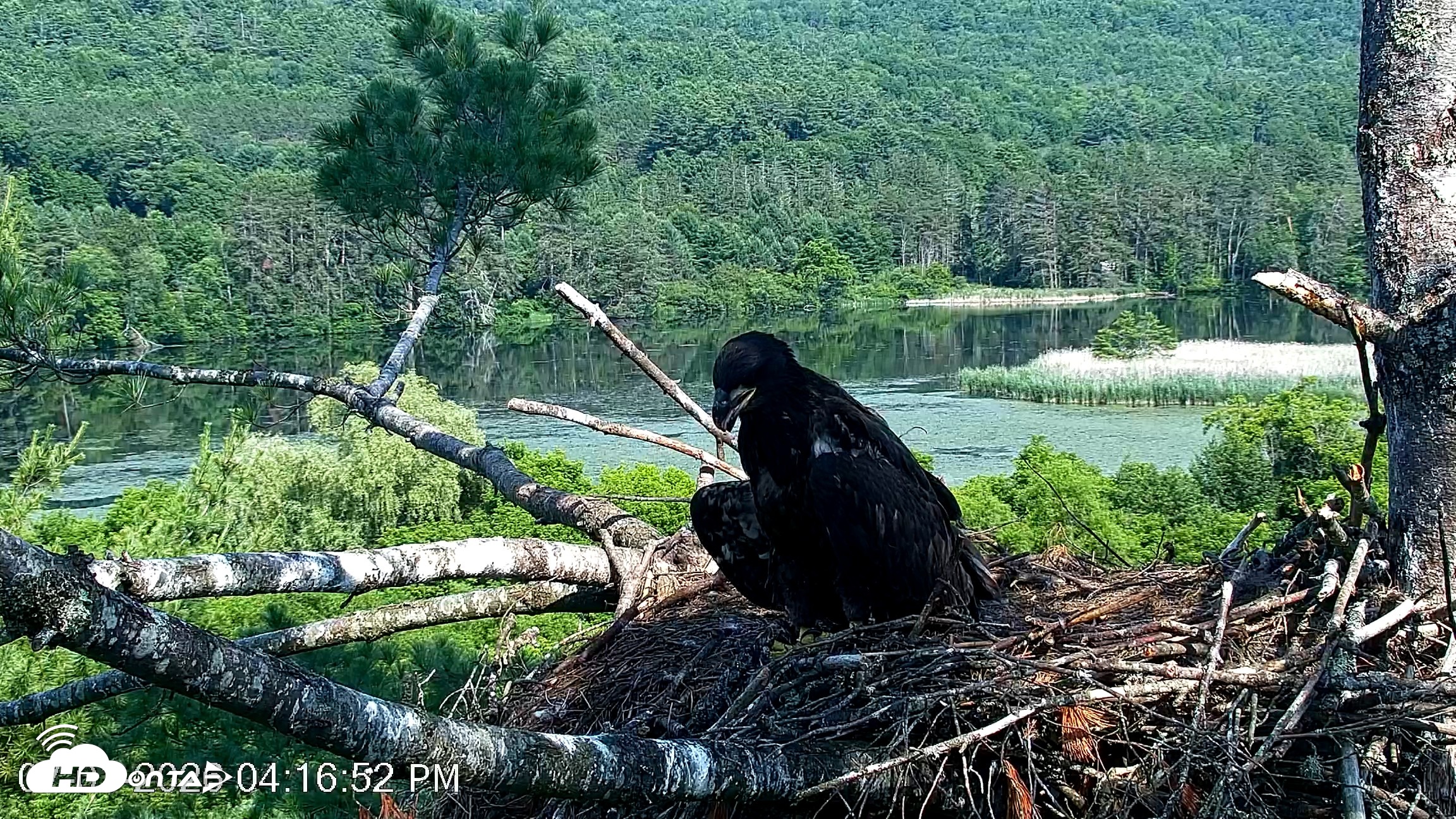 Snapshot of VINS Bald Eagles Nest Live Cams taken Jul 1, 2026, 4:17pm EDT