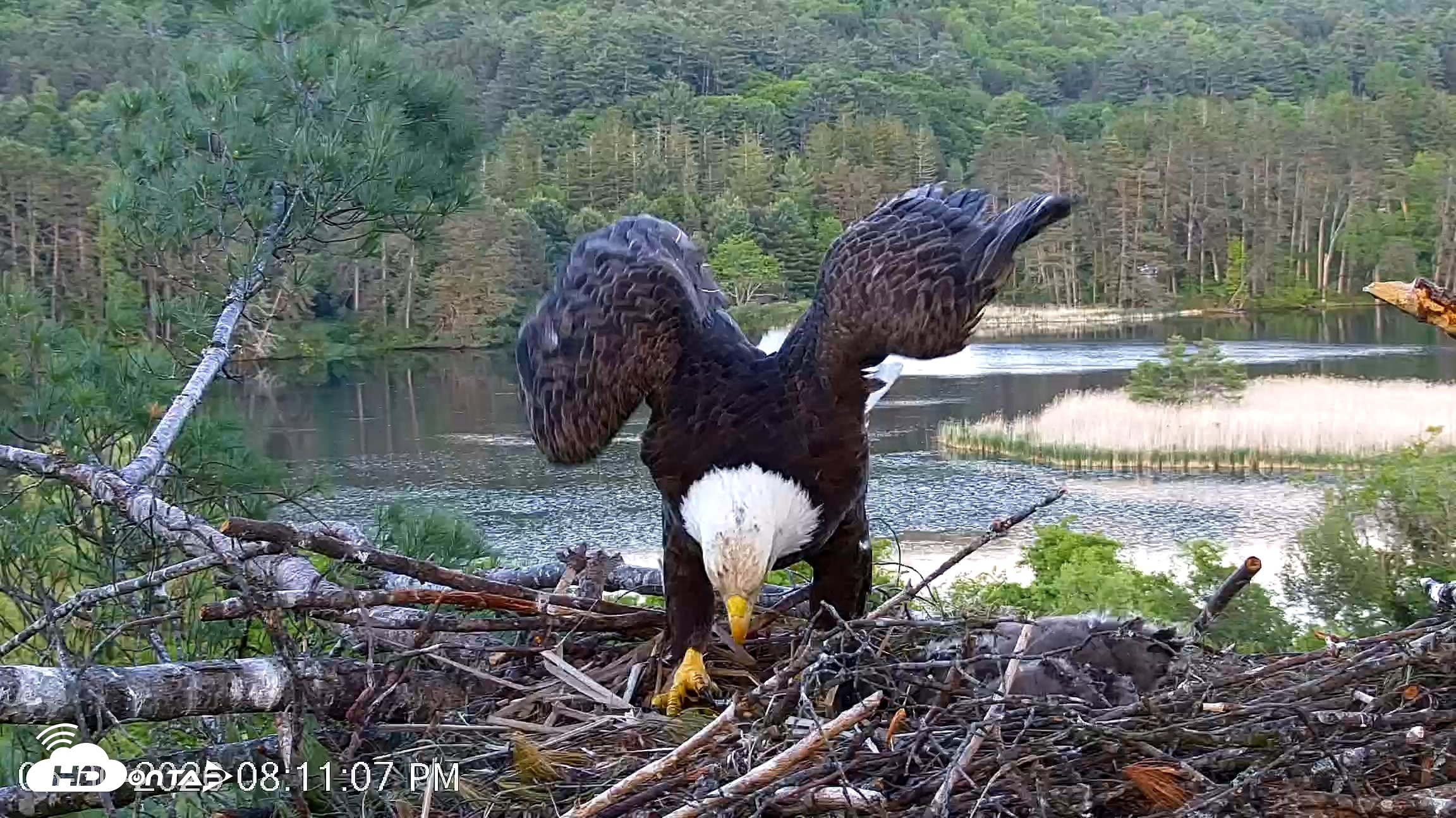 Snapshot of VINS Bald Eagles Nest Live Cams taken May 30, 2026, 8:12pm EDT