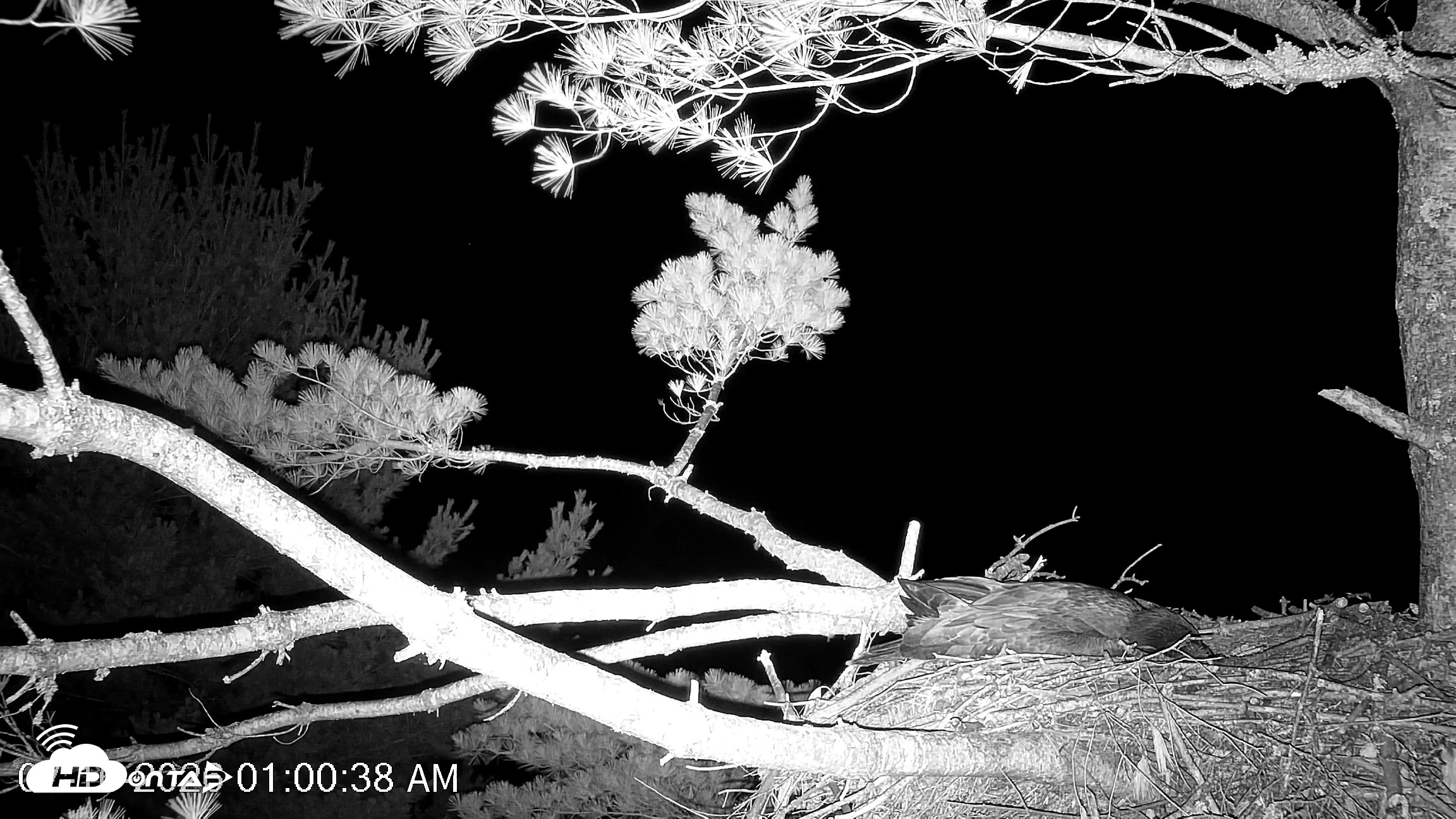 Snapshot of VINS Bald Eagles Nest Live Cams taken Jul 16, 2026, 1:01am EDT