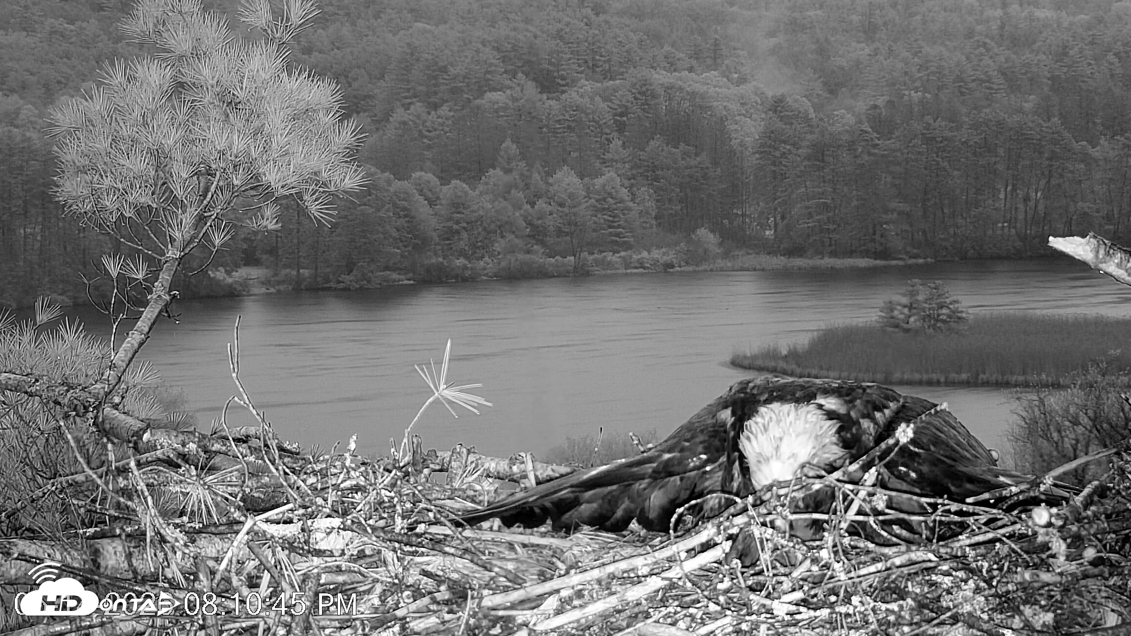 Snapshot of VINS Bald Eagles Nest Live Cams taken May 14, 2026, 8:11pm EDT