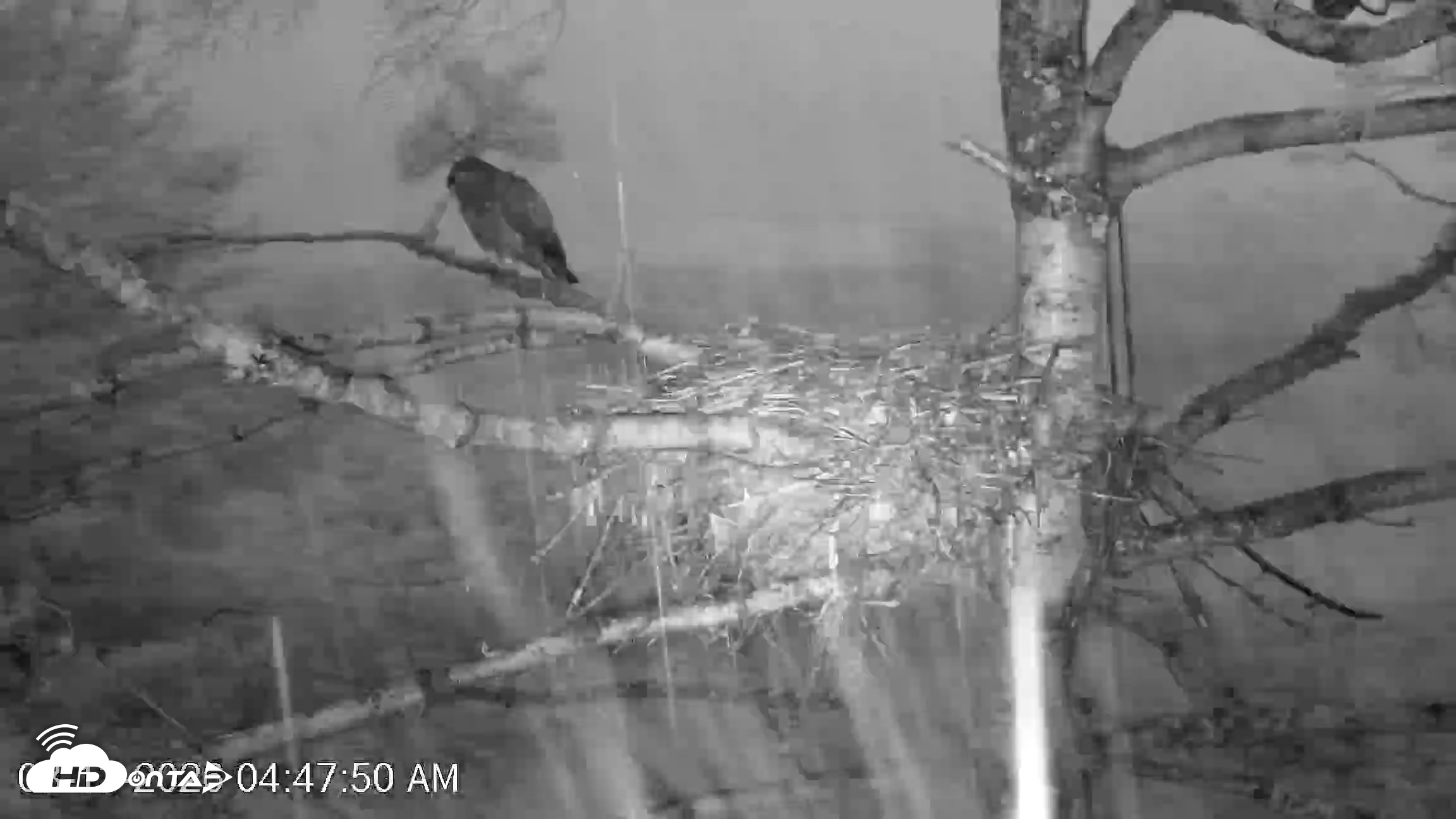 Snapshot of VINS Bald Eagles Nest Live Cams taken Aug 13, 2026, 4:48am EDT