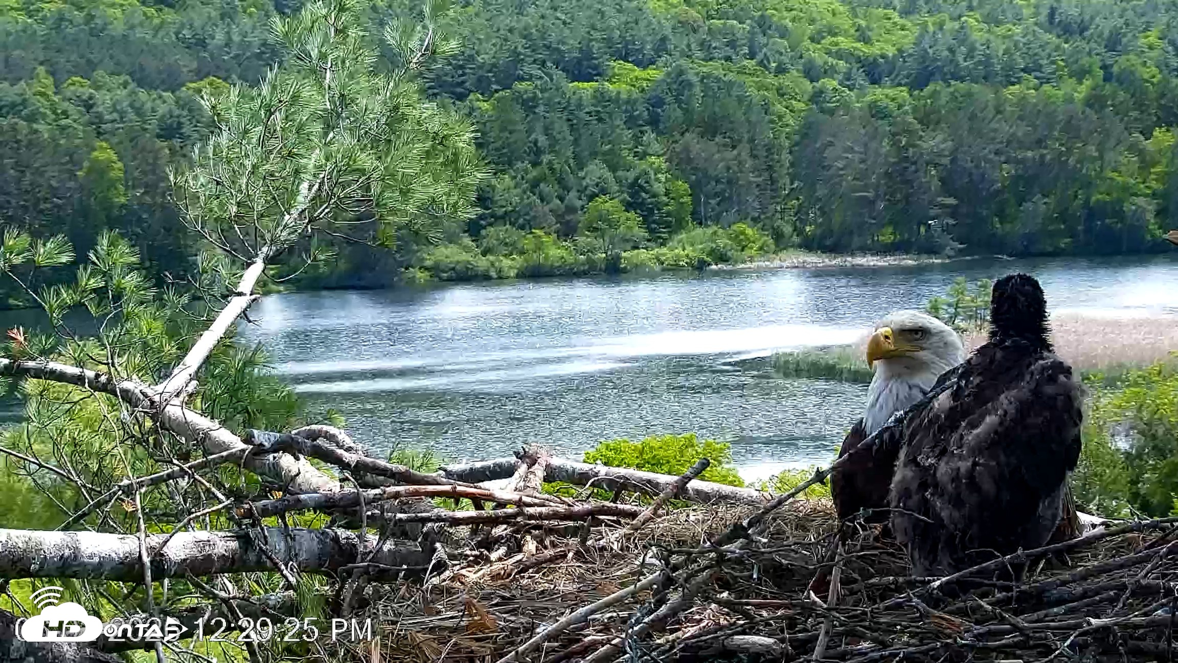 Snapshot of VINS Bald Eagles Nest Live Cams taken Jun 2, 2026, 12:30pm EDT