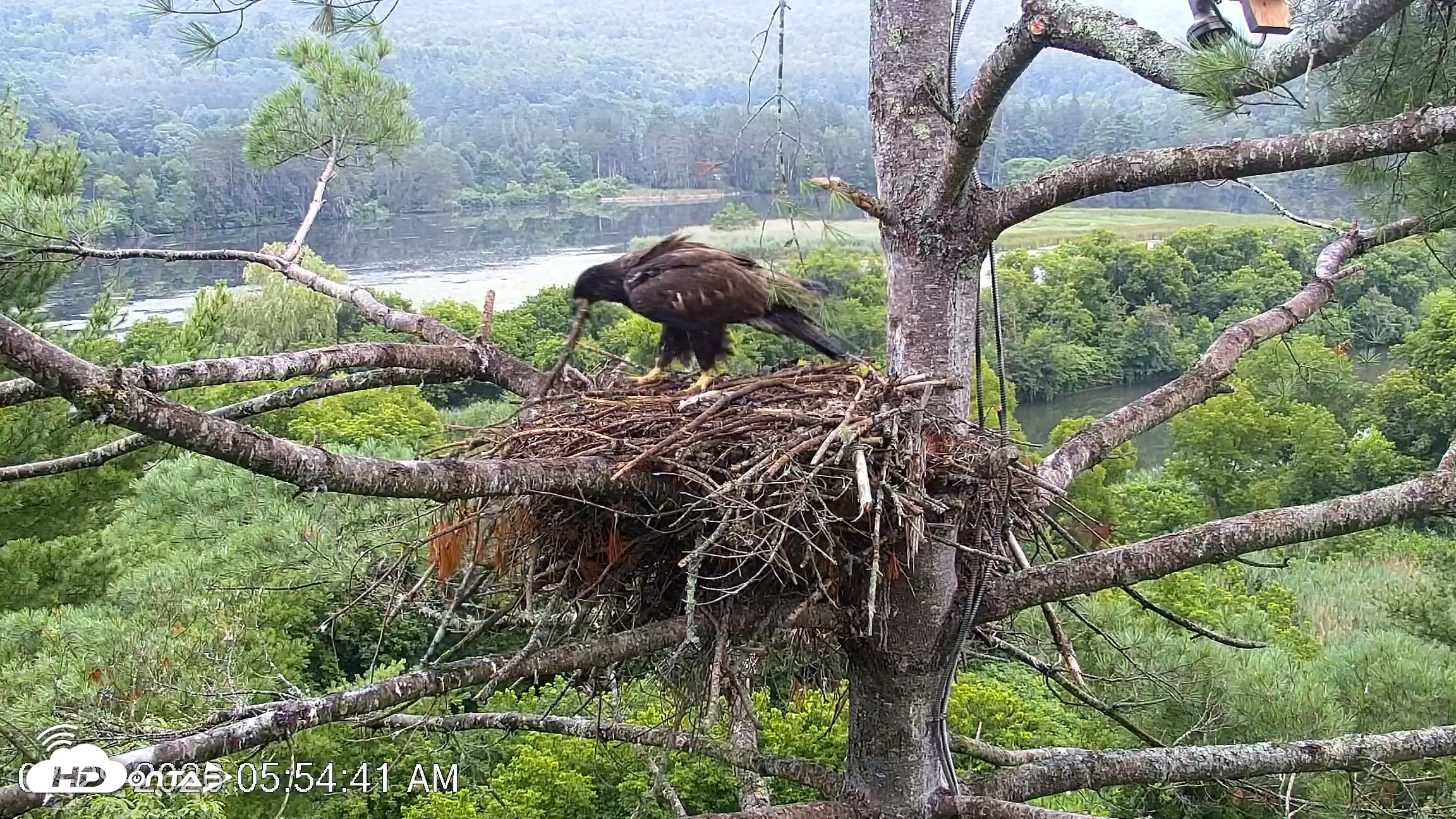Snapshot of VINS Bald Eagles Nest Live Cams taken Jul 29, 2026, 5:55am EDT