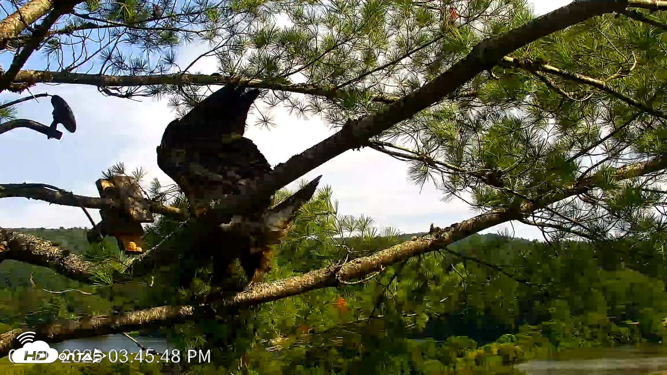 Snapshot of VINS Bald Eagles Nest Live Cams taken Jul 20, 2026, 3:46pm EDT