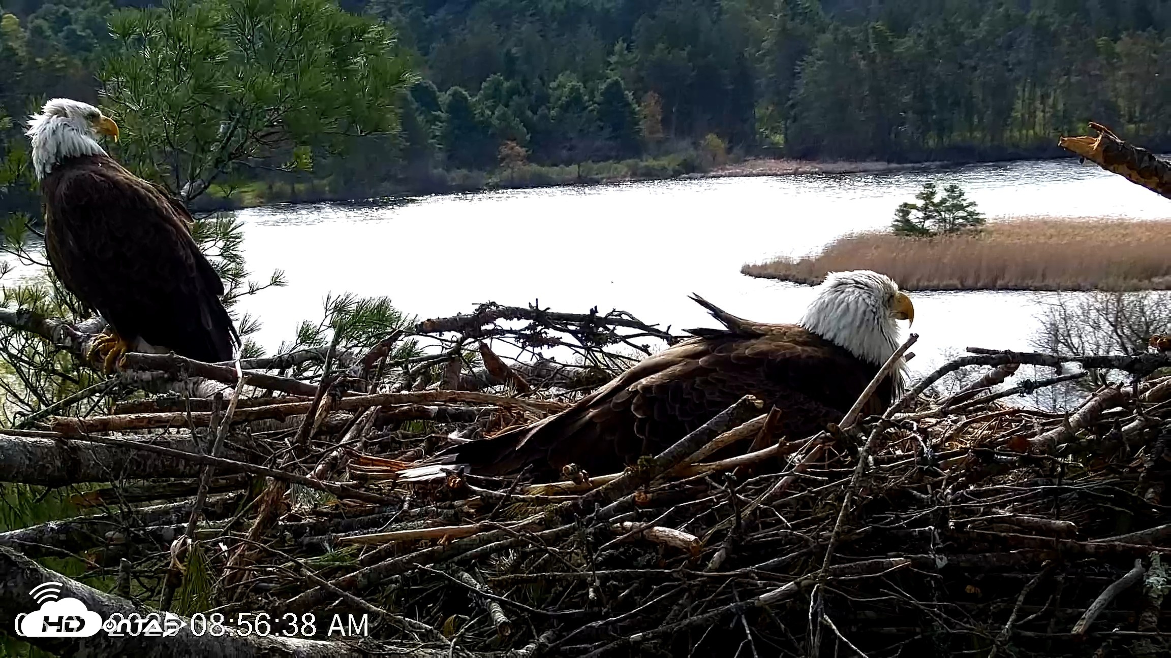 Snapshot of VINS Bald Eagles Nest Live Cams taken May 3, 2026, 8:57am EDT