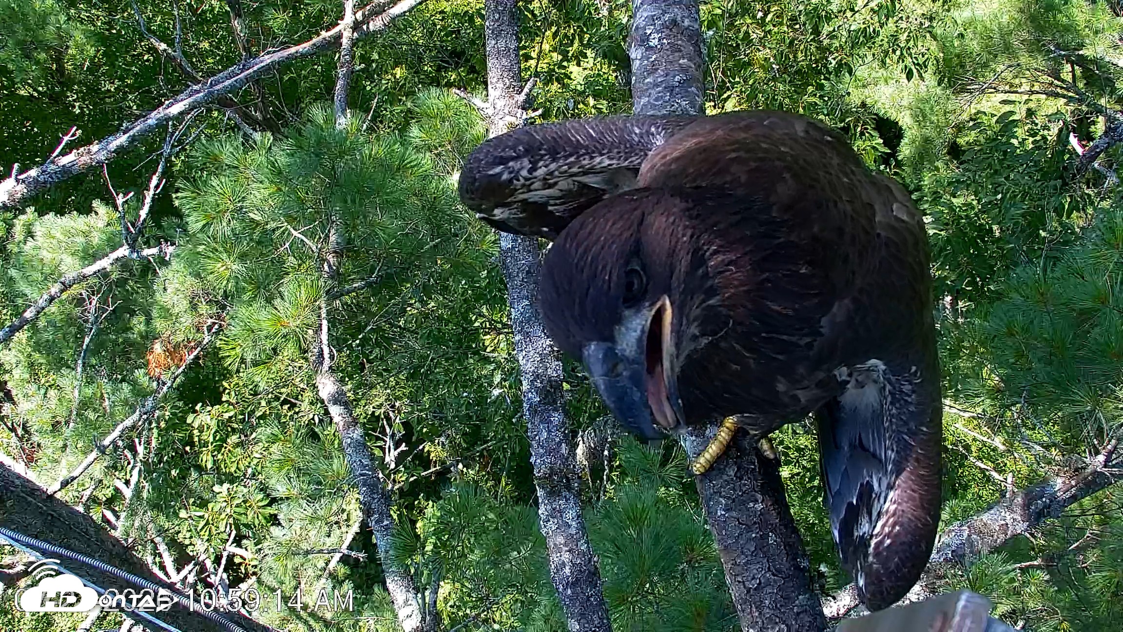 Snapshot of VINS Bald Eagles Nest Live Cams taken Jul 27, 2026, 10:59am EDT