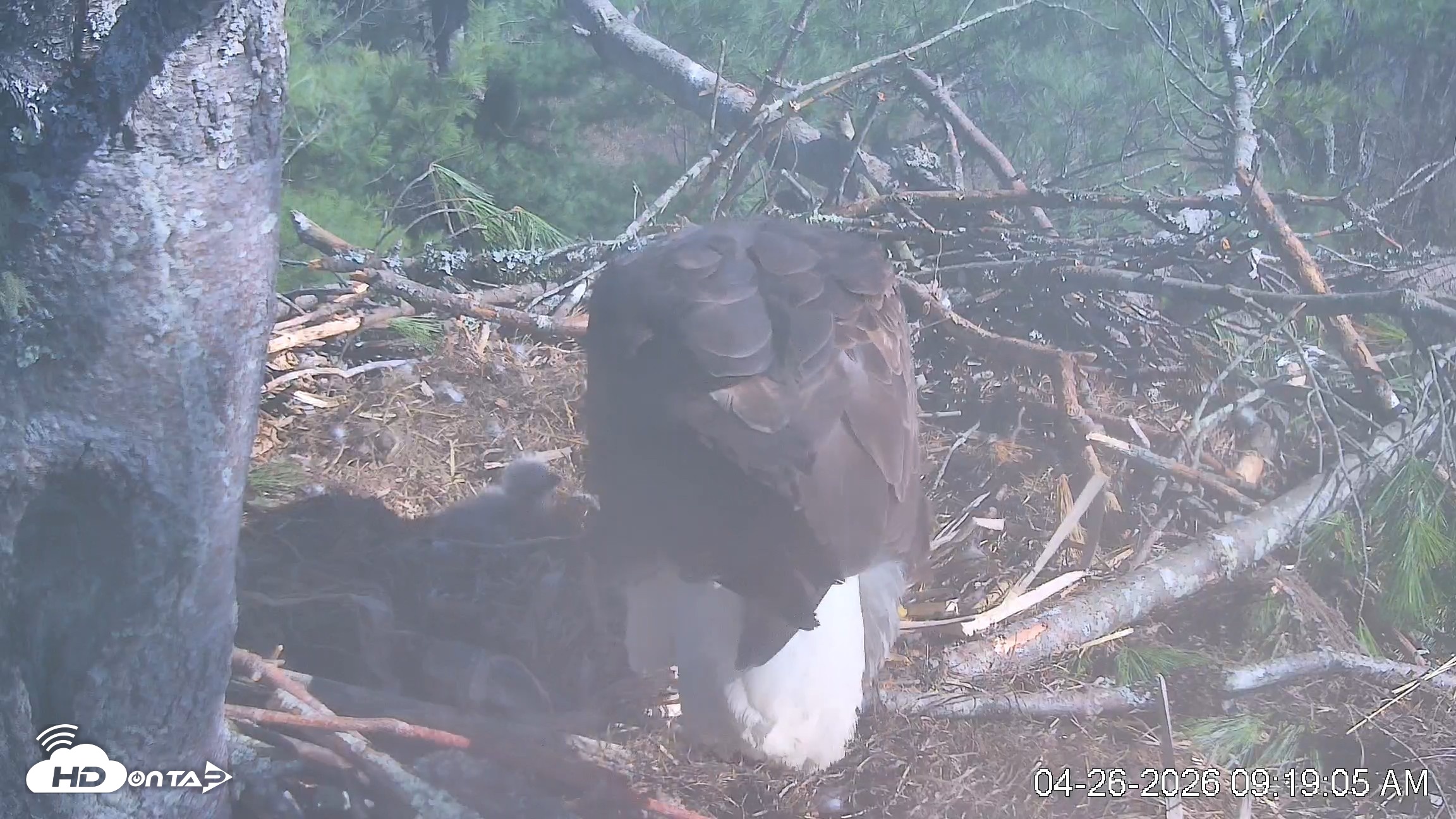 Snapshot of VINS Bald Eagles Nest Live Cams taken Apr 26, 2026, 9:19am EDT