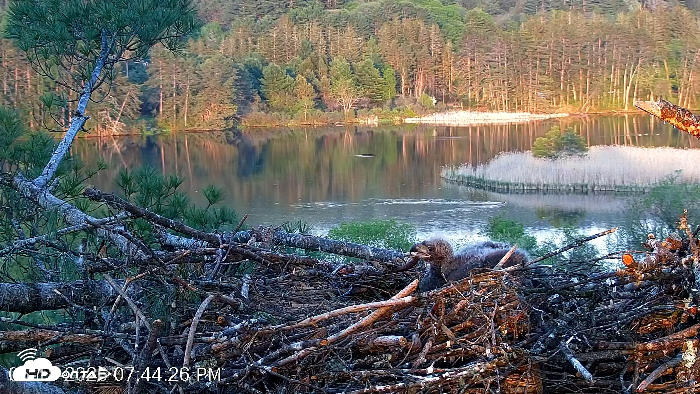 Snapshot of VINS Bald Eagles Nest Live Cams taken May 18, 2026, 7:45pm EDT