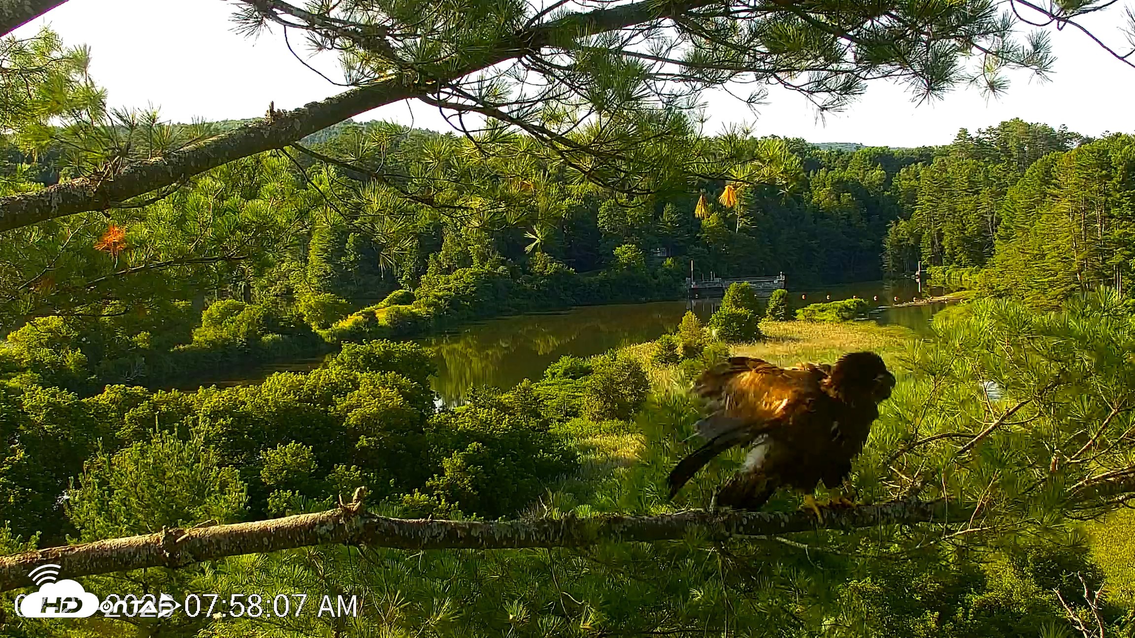 Snapshot of VINS Bald Eagles Nest Live Cams taken Jul 23, 2026, 7:58am EDT
