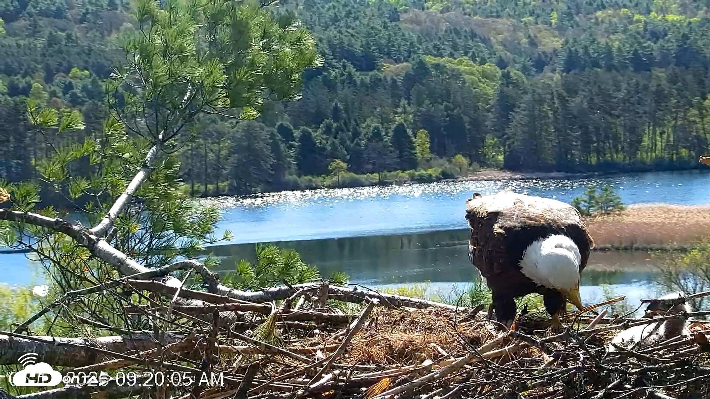 Snapshot of VINS Bald Eagles Nest Live Cams taken May 11, 2026, 9:21am EDT