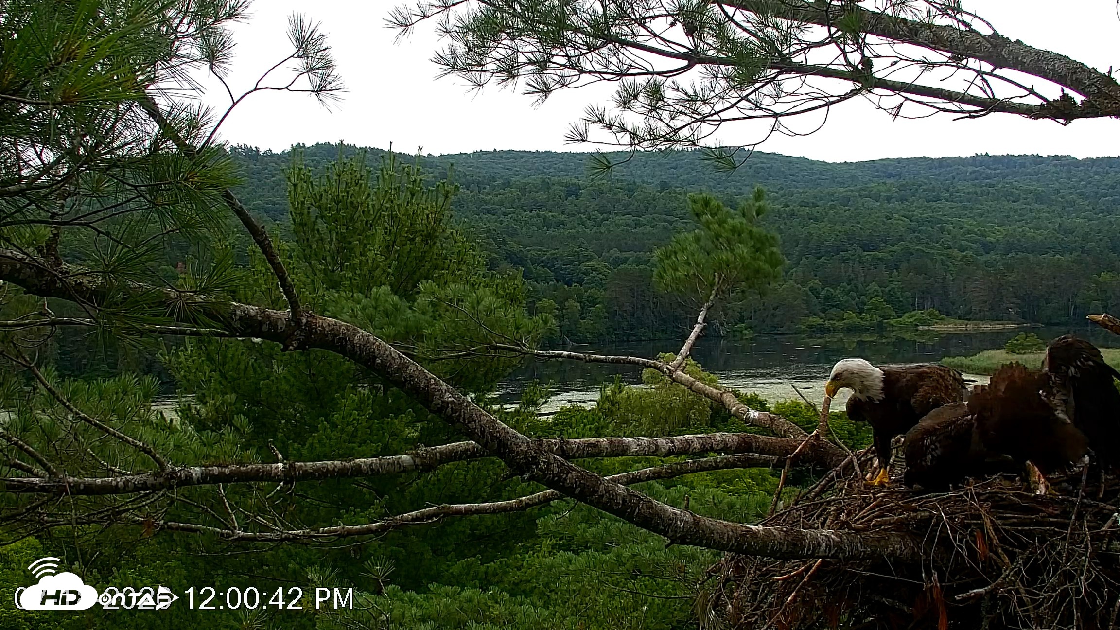 Snapshot of VINS Bald Eagles Nest Live Cams taken Jul 18, 2026, 12:01pm EDT