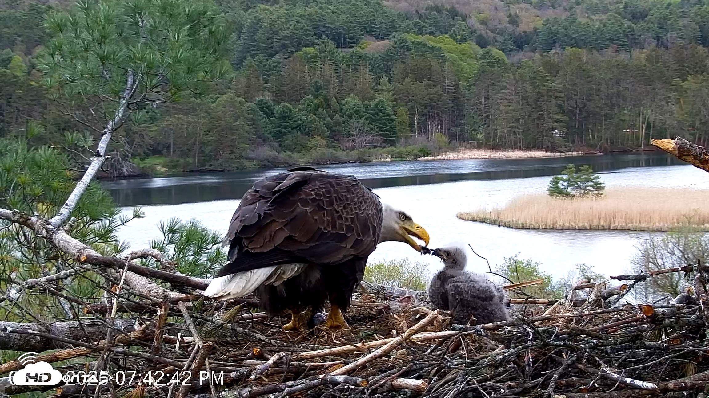 Snapshot of VINS Bald Eagles Nest Live Cams taken May 11, 2026, 7:43pm EDT