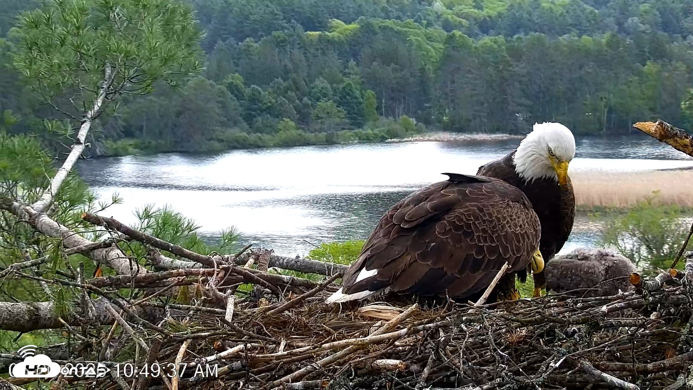 Snapshot of VINS Bald Eagles Nest Live Cams taken May 20, 2026, 10:50am EDT