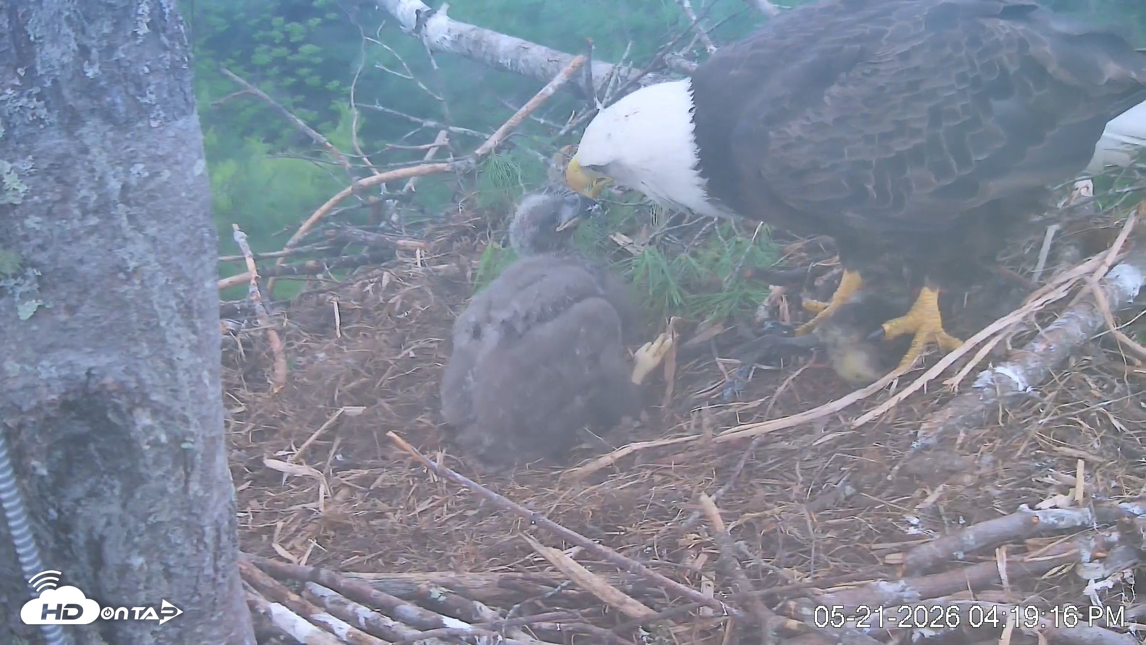 Snapshot of VINS Bald Eagles Nest Live Cams taken May 21, 2026, 4:20pm EDT