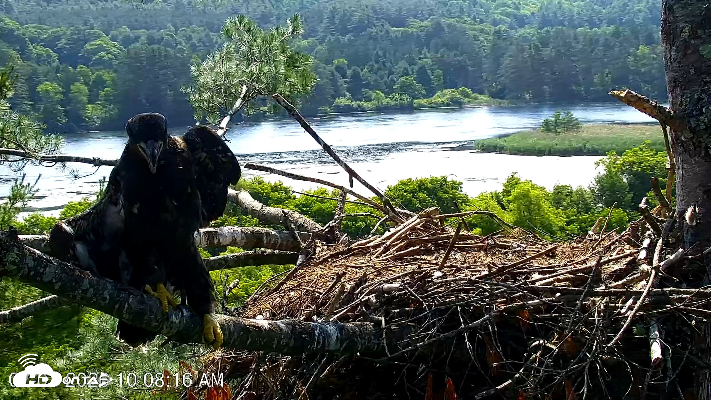 Snapshot of VINS Bald Eagles Nest Live Cams taken Jul 3, 2026, 10:09am EDT