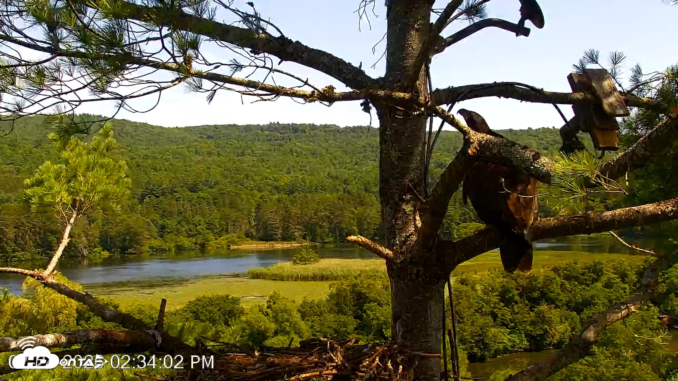 Snapshot of VINS Bald Eagles Nest Live Cams taken Jul 24, 2026, 2:34pm EDT