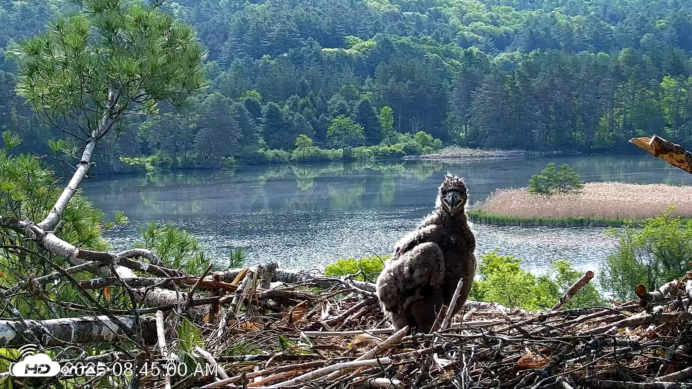 Snapshot of VINS Bald Eagles Nest Live Cams taken May 27, 2026, 8:45am EDT