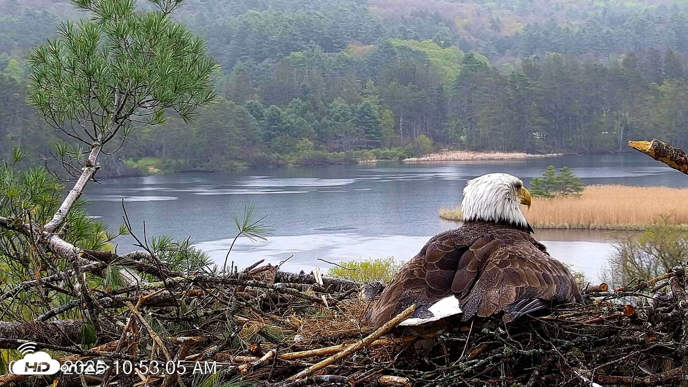 Snapshot of VINS Bald Eagles Nest Live Cams taken May 13, 2026, 10:54am EDT