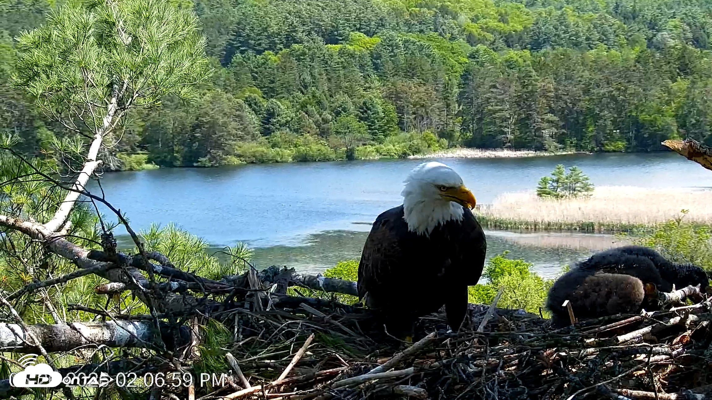 Snapshot of VINS Bald Eagles Nest Live Cams taken May 26, 2026, 2:07pm EDT